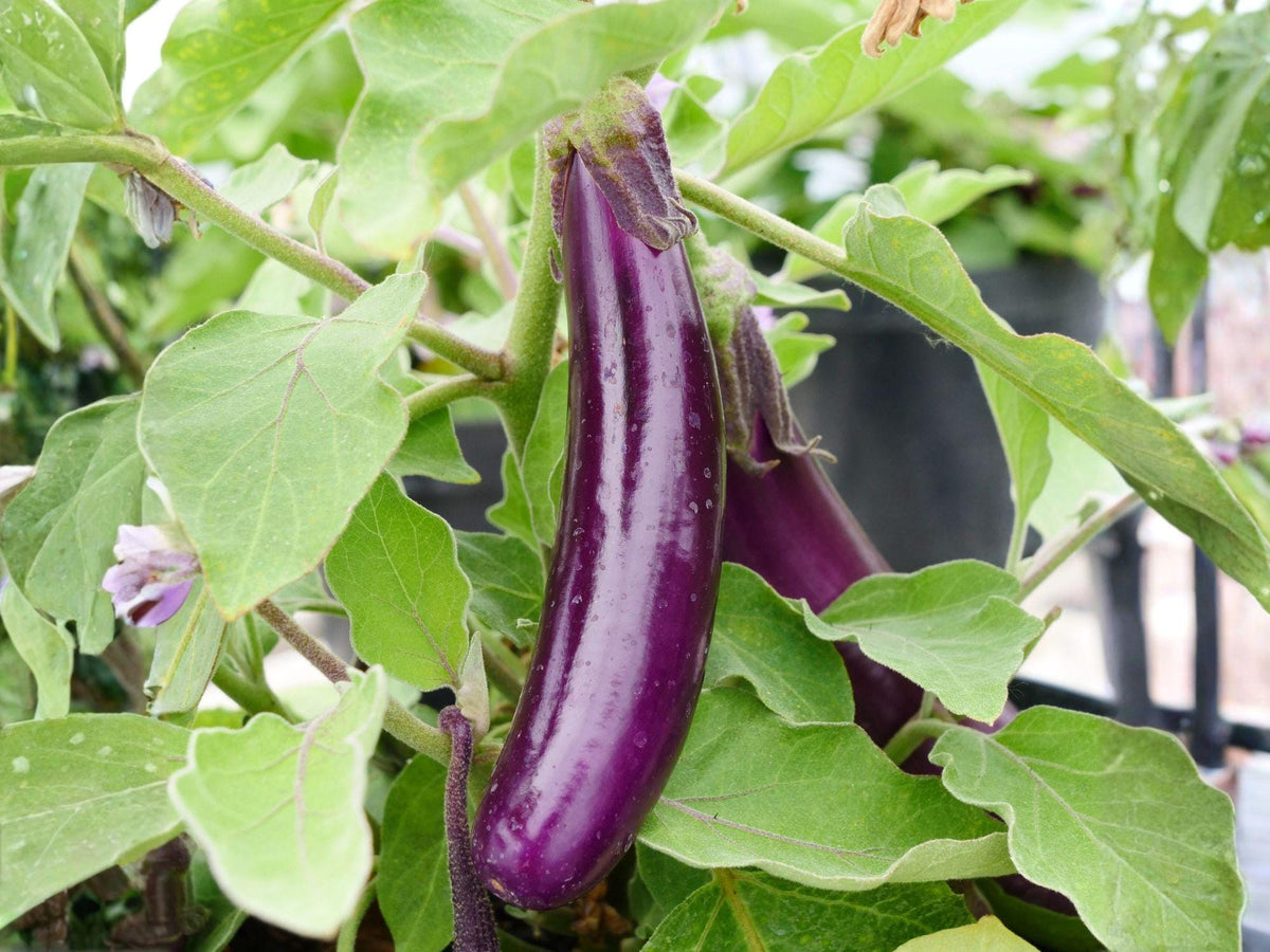 Long Purple Eggplant Seeds – Heirloom Slender Fruits for Home Garden & Containers | Solanum melongena
