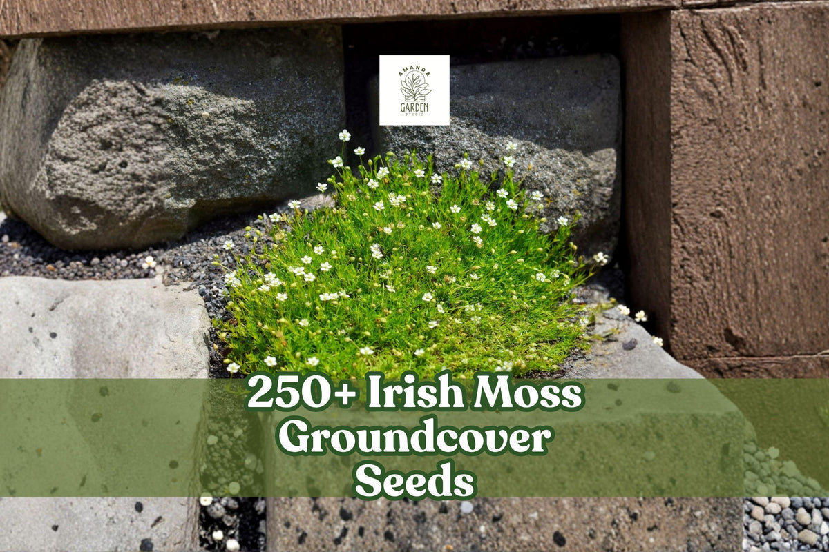 Irish Moss Groundcover Seeds | Sagina subulata | Low-Growing Ornamental Plant for Gardens & Pathways