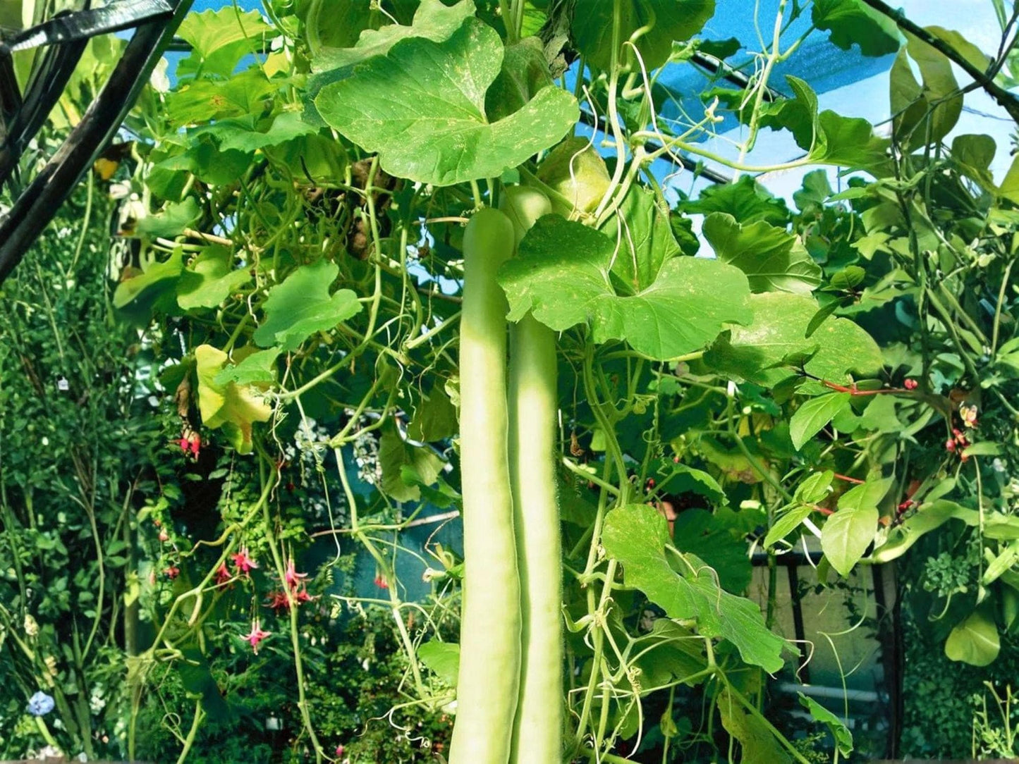 Cucuzzi Gourd Seeds, Italian Edible Gourd, Long Light Green Fruits, Lagenaria siceraria, 10 Seeds