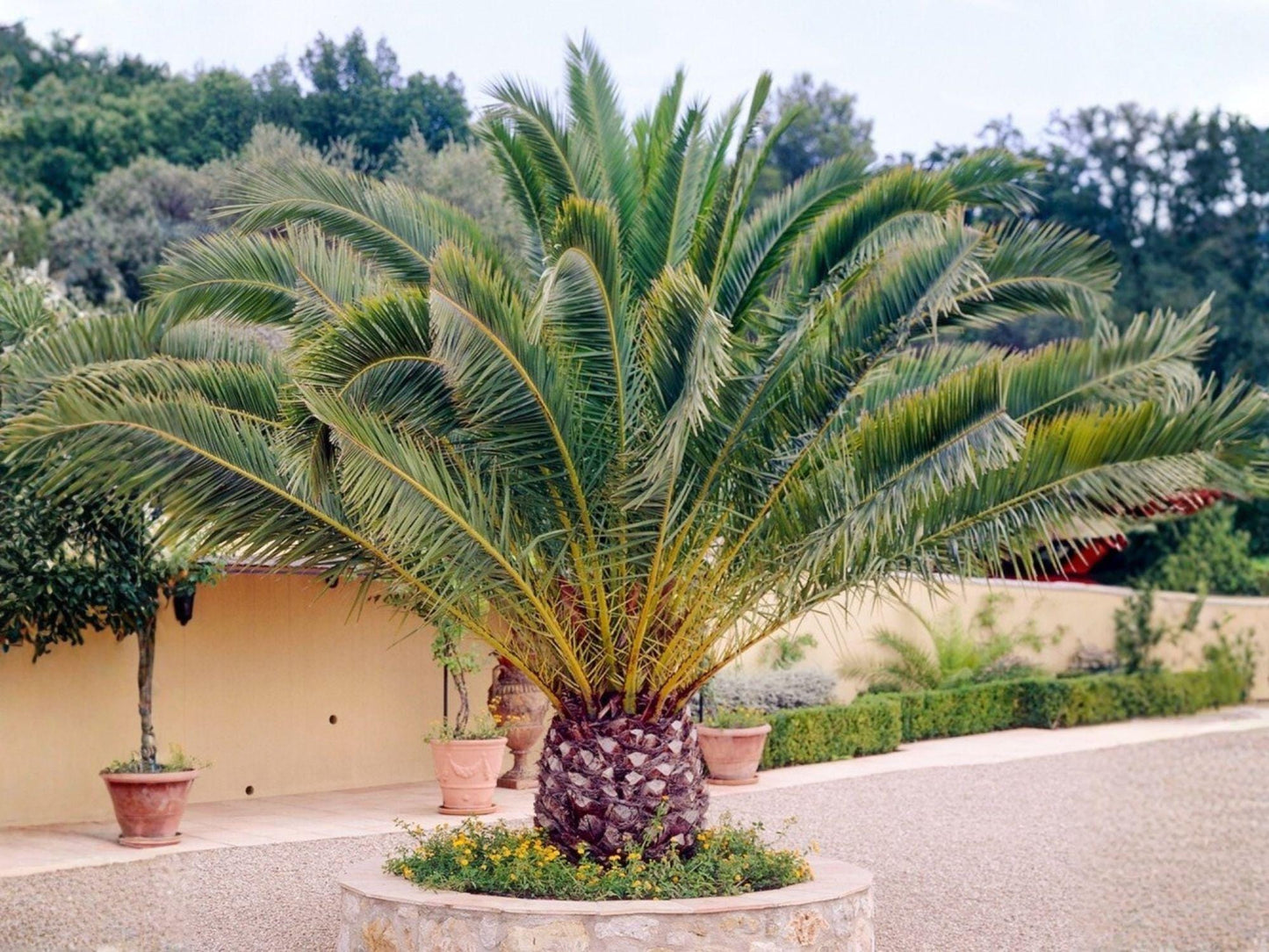 Canary Island Date Palm Seeds – Phoenix canariensis, Tropical Ornamental Palm, Landscape, Garden, Container Growing