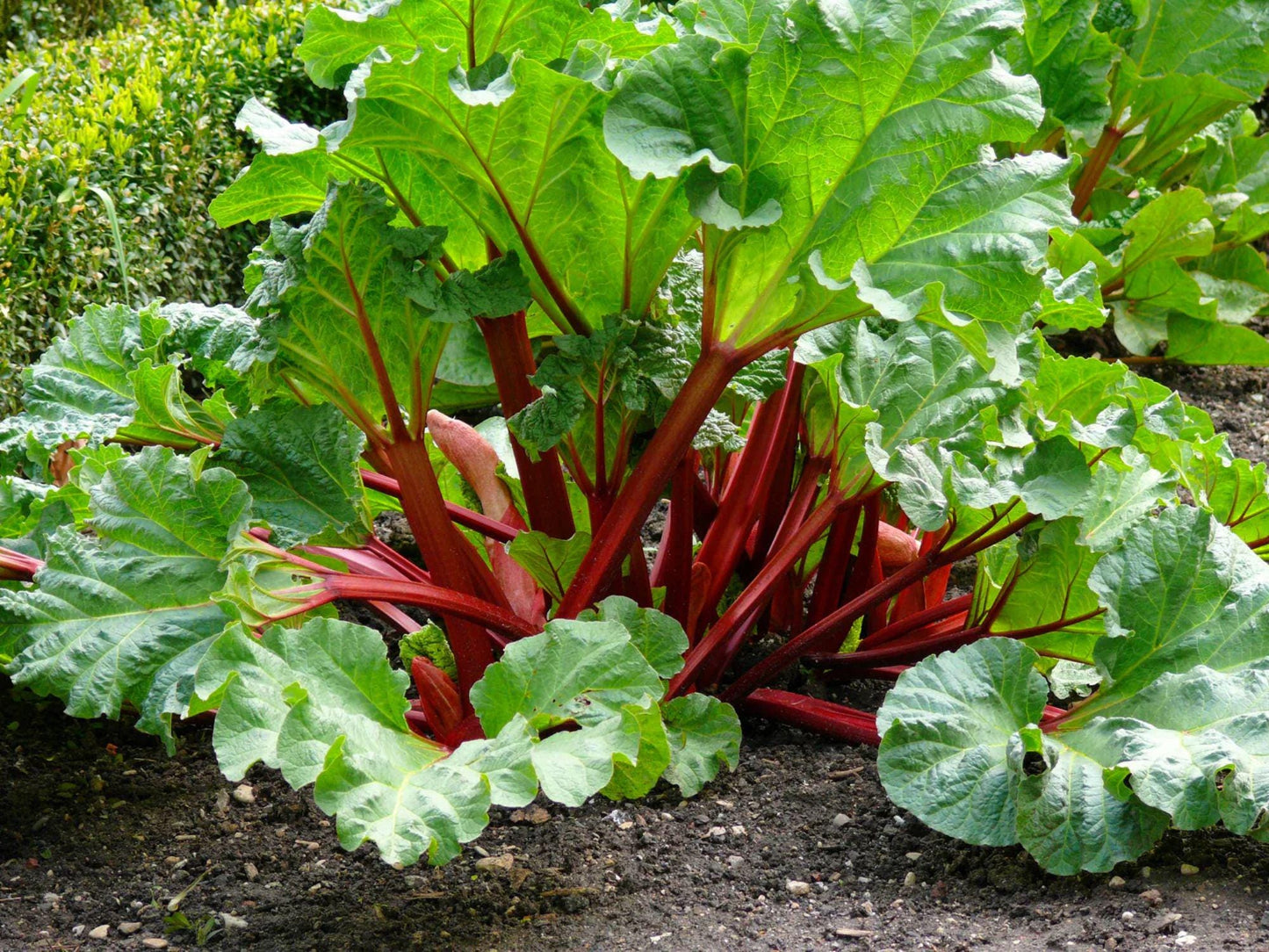 Victoria Rhubarb Seeds – Heirloom Perennial Vegetable, Rheum Rhabarbarum, 25 Seeds for Pies, Jams, and Desserts