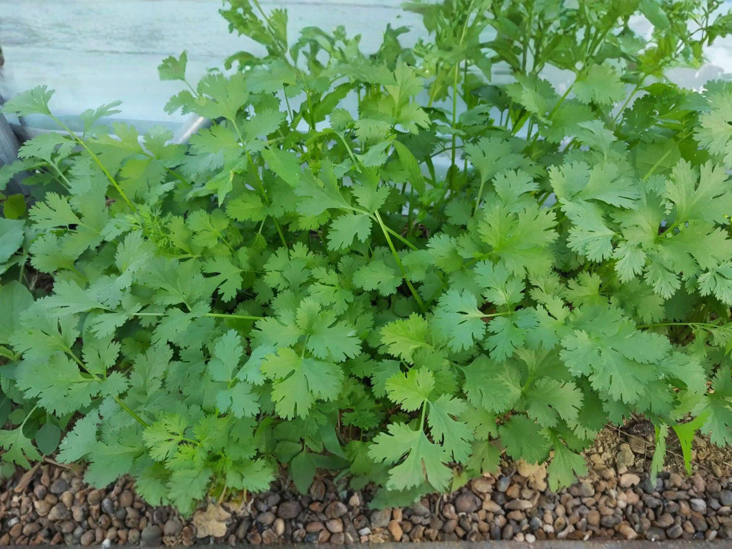 Cilantro Seeds – Slow Bolt Coriander Herb for Fresh Culinary Use – 100 Open-Pollinated Seeds