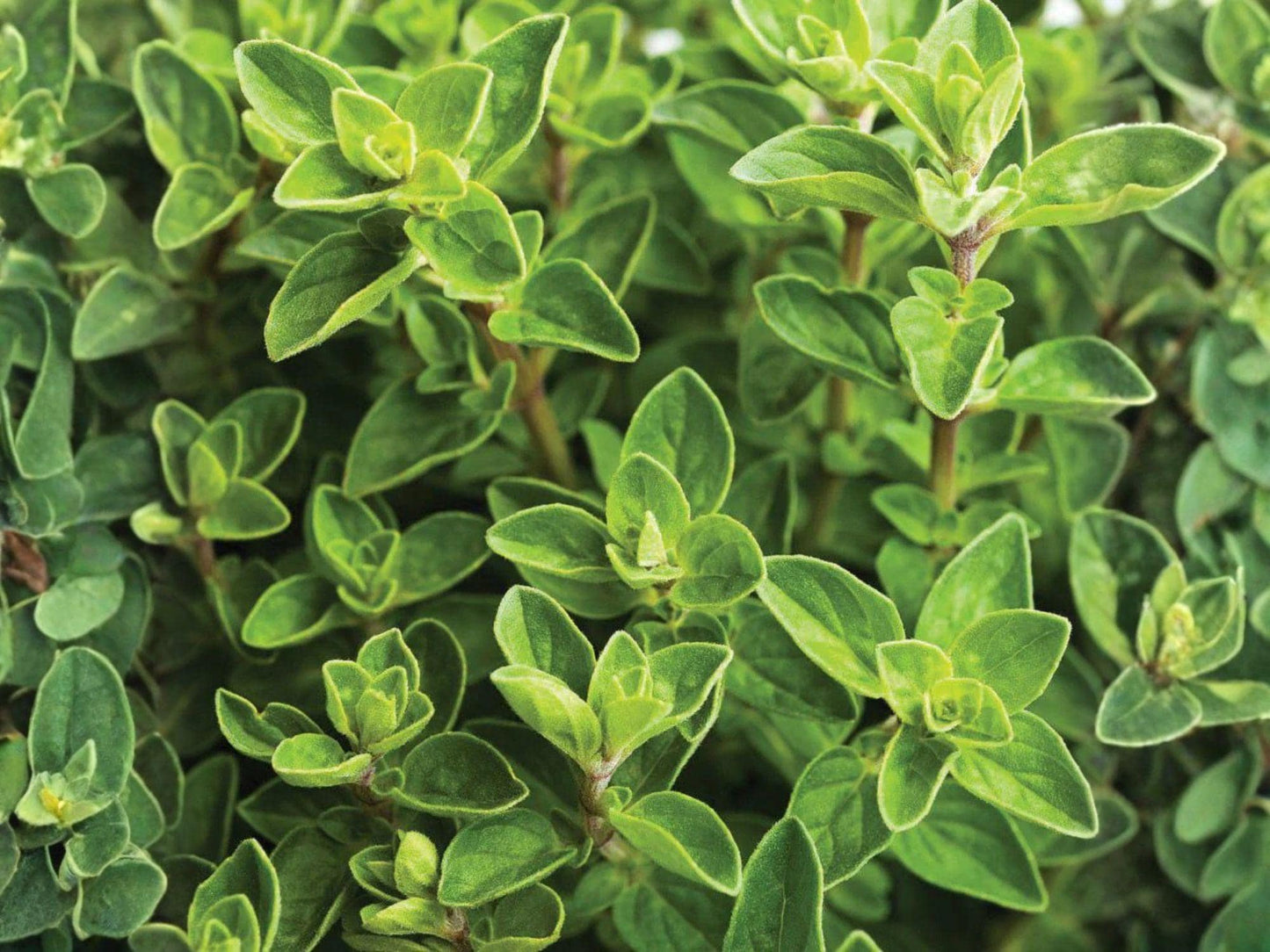 Italian Oregano Seeds – Culinary Herb, Mediterranean Flavor, Open-Pollinated, 100 Seeds