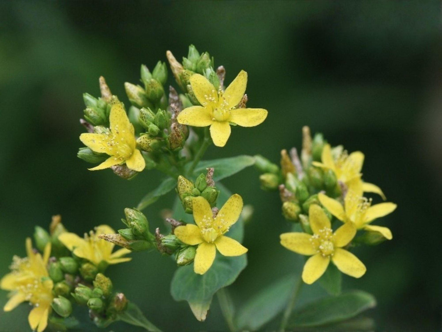 Dotted St John's Wort Seeds – Hypericum punctatum, Medicinal Herb, Pollinator Friendly, Native Perennial Wildflower, 500 Seeds