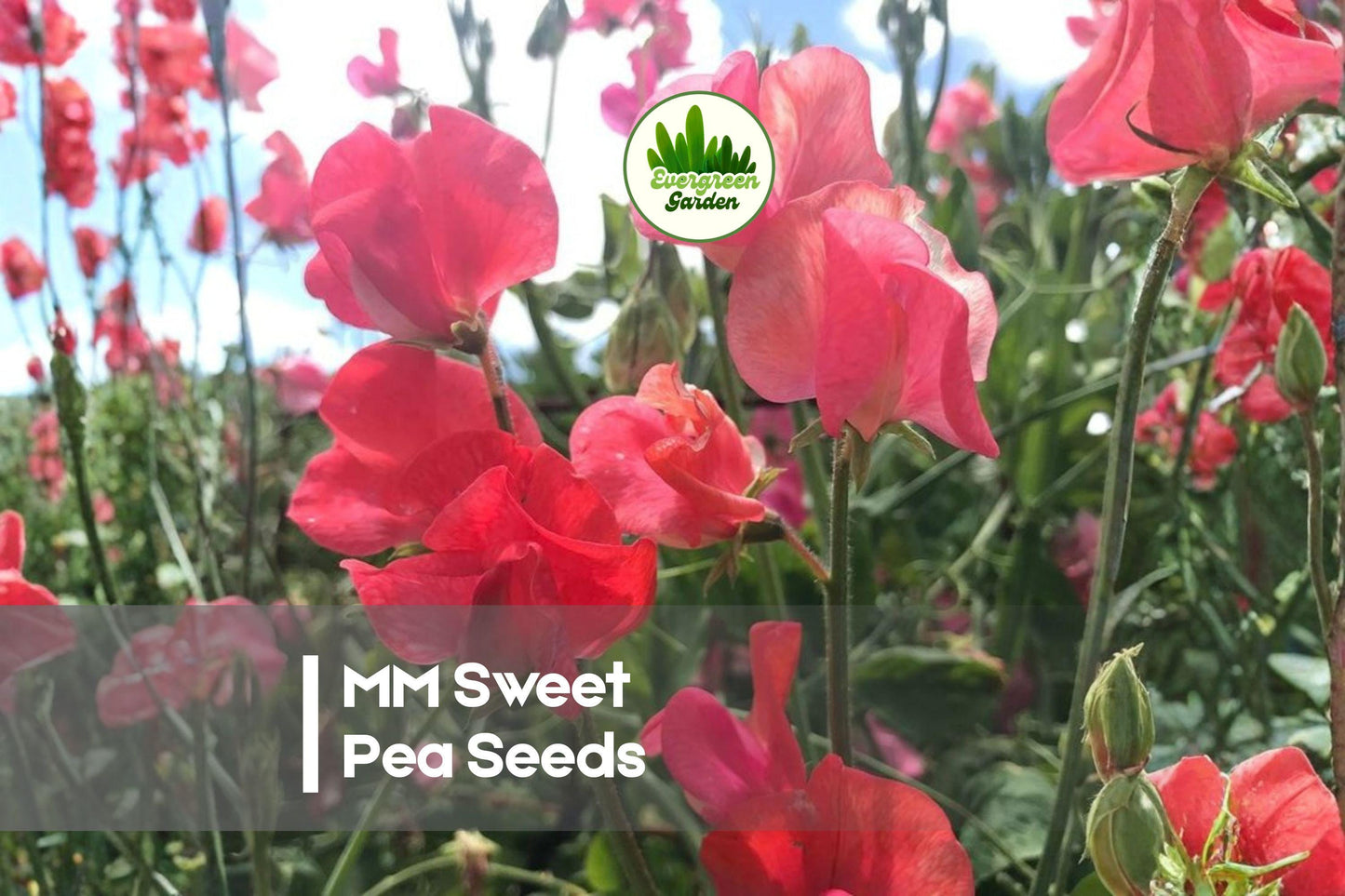 Sweet Pea Seeds, 50+ MM Climbing Vines, Fragrant Flowers, Lathyrus odoratus, Garden Borders & Cut Flowers