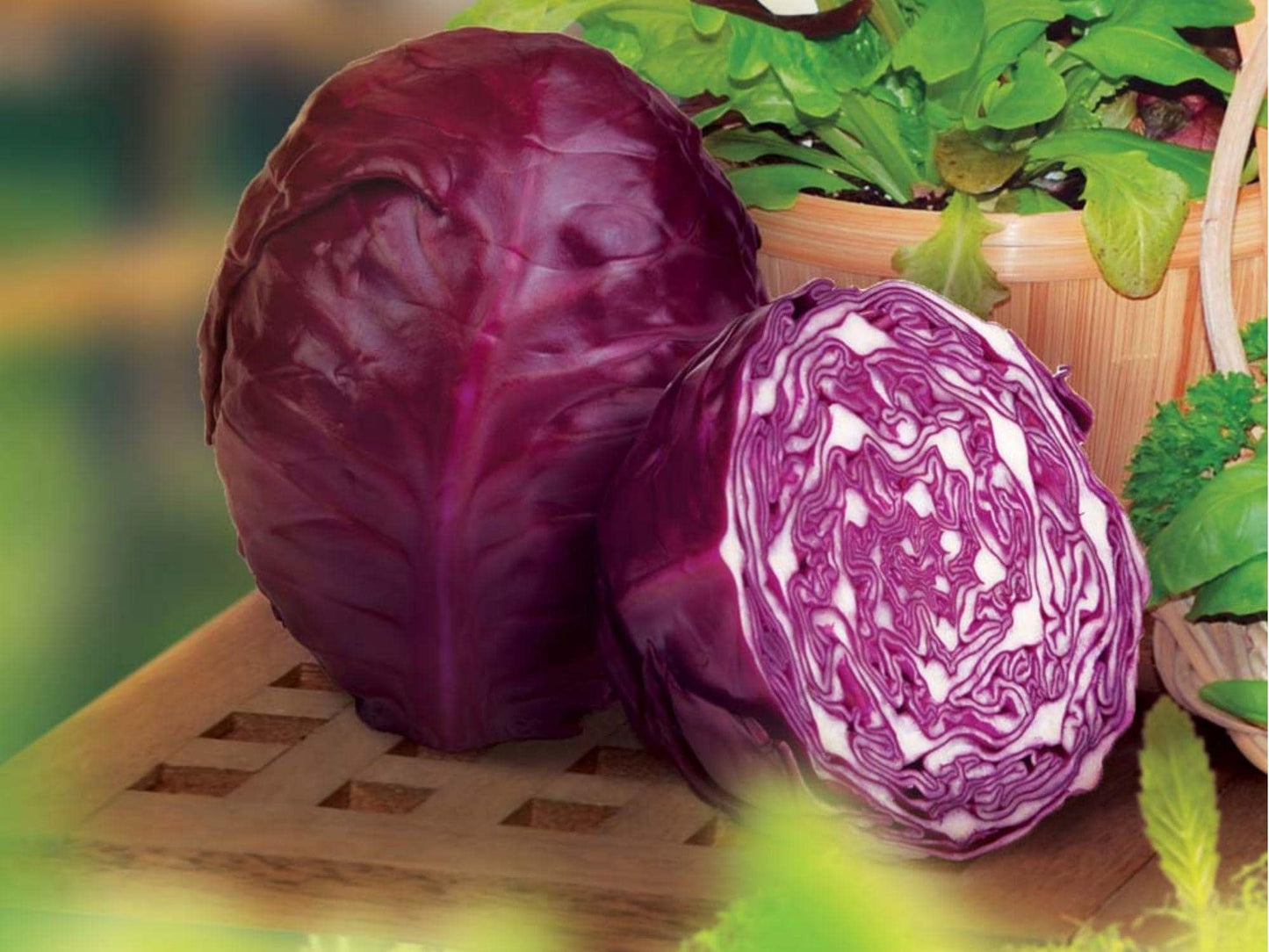 Red Acre Cabbage Seeds – 500 Heirloom, Compact, Purple, Early Harvest, Non-GMO, Cool-Weather, Heirloom, Edible, Garden Plant