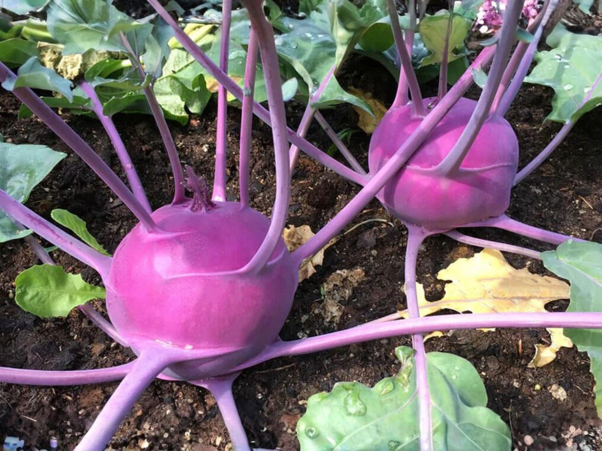 Purple Vienna Kohlrabi Seeds – Heirloom Vegetable Seeds for Cool-Season Gardens, Crisp Purple Bulbs, 100 Seeds