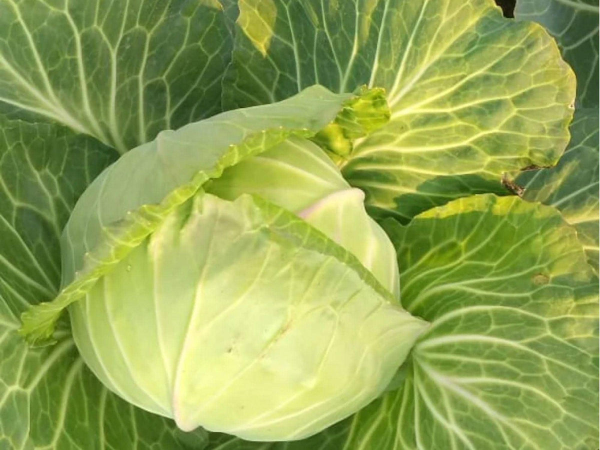 Golden Acre Cabbage Seeds – Heirloom, Non-GMO, Compact Green Heads, Early Maturity, Tender, Fast-Growing, 500 Seeds