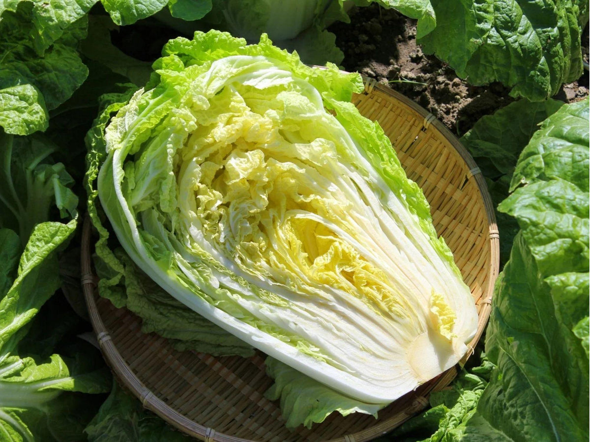 Kogane Chinese Cabbage Seeds – 300 Non-GMO Heirloom, Fast-Growing Asian Greens for Stir-Fries, Soups & Salads