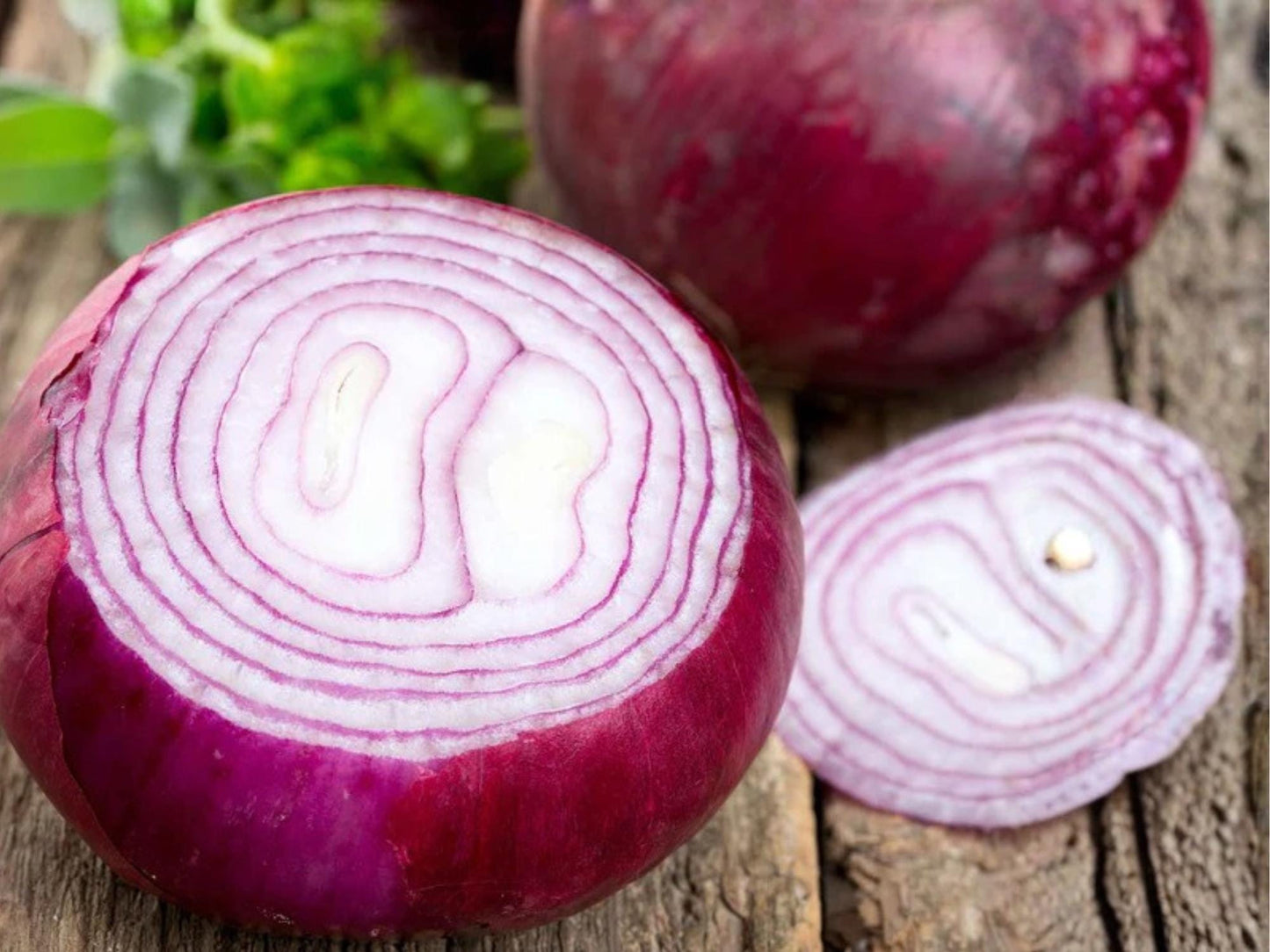 Red Burgundy Onion Seeds – Short Day, Sweet Red Bulbs, 50 Non-GMO Seeds, Allium cepa
