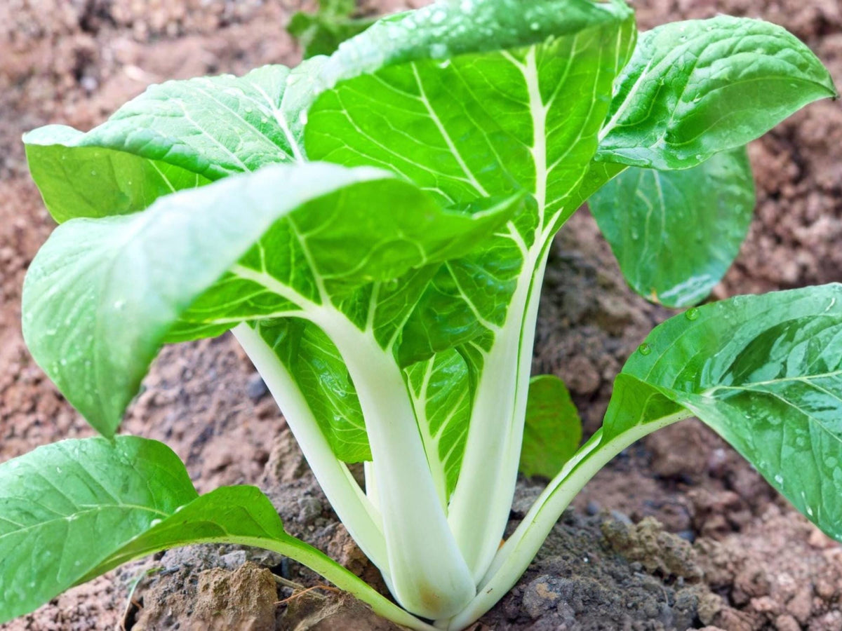 White Stem Pak Choi Seeds – Fast-Growing Asian Green, Crisp White Stems, Non-GMO, 500 Seeds for Stir-Fries & Soups