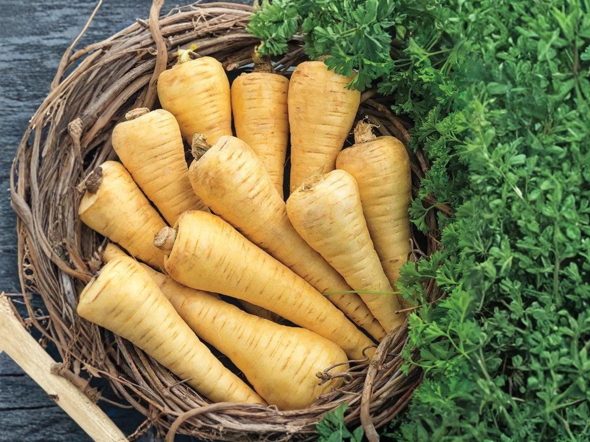 All American Parsnip Seeds – Heirloom Root Vegetable, Sweet Cold-Hardy, Non-GMO, 100 Seeds