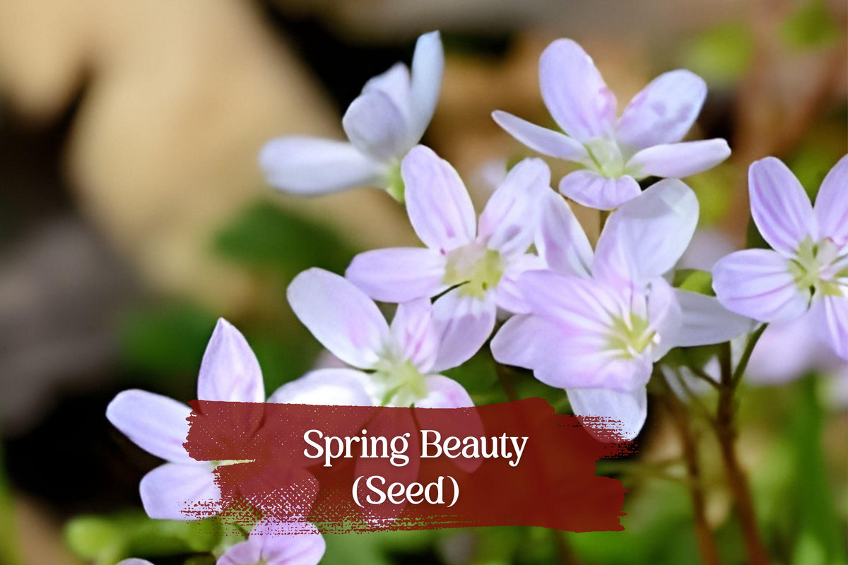 Spring Beauty Seeds | Native Wildflower Claytonia virginica | Pink White Blooms | 10 Seeds for Woodland Gardens and Pollinator Gardens