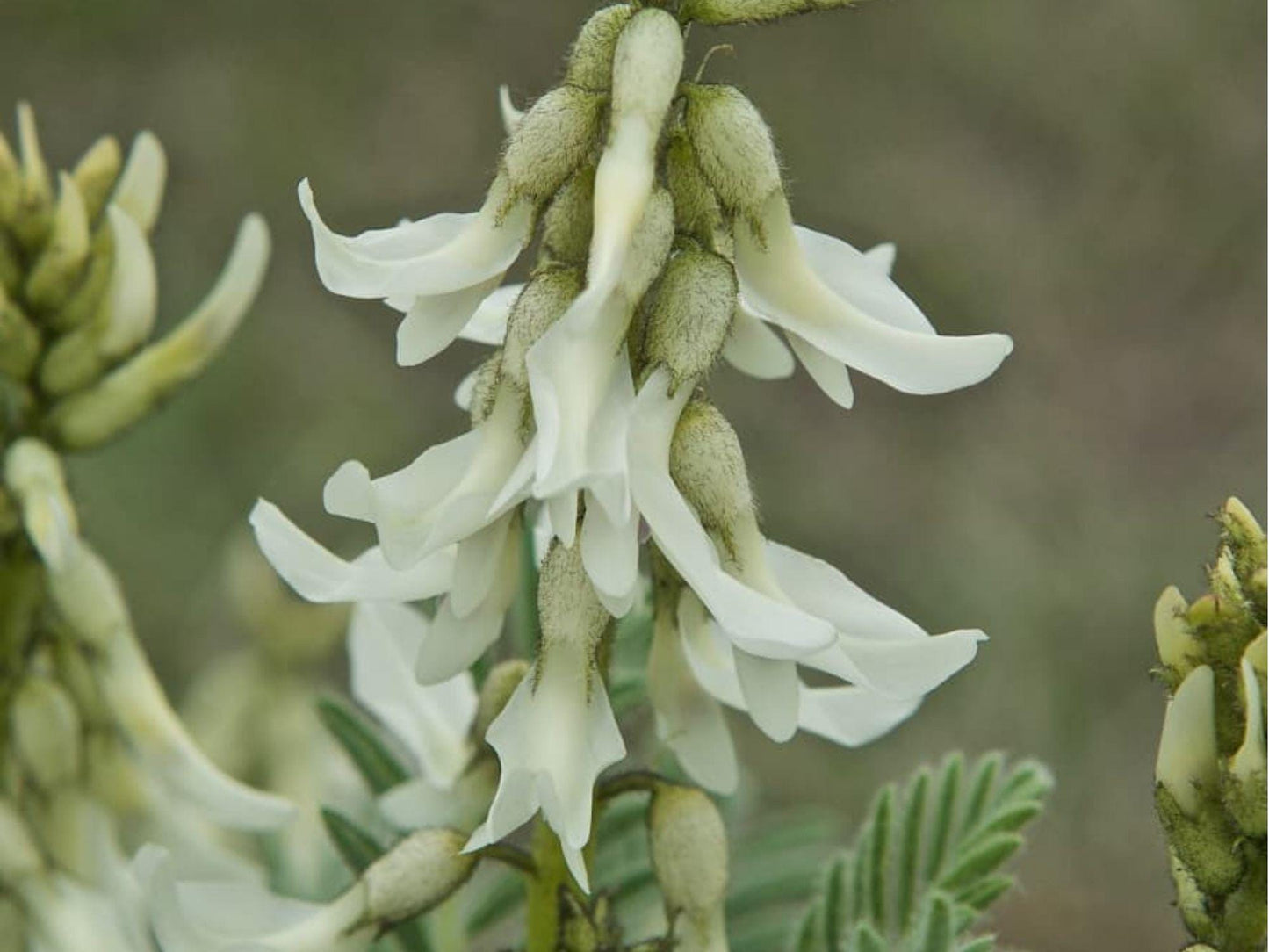 Woolly Milkvetch Seeds – 30 Native Prairie Seeds – Drought-Tolerant Wildflower for Dry Landscapes – Astragalus drummondii