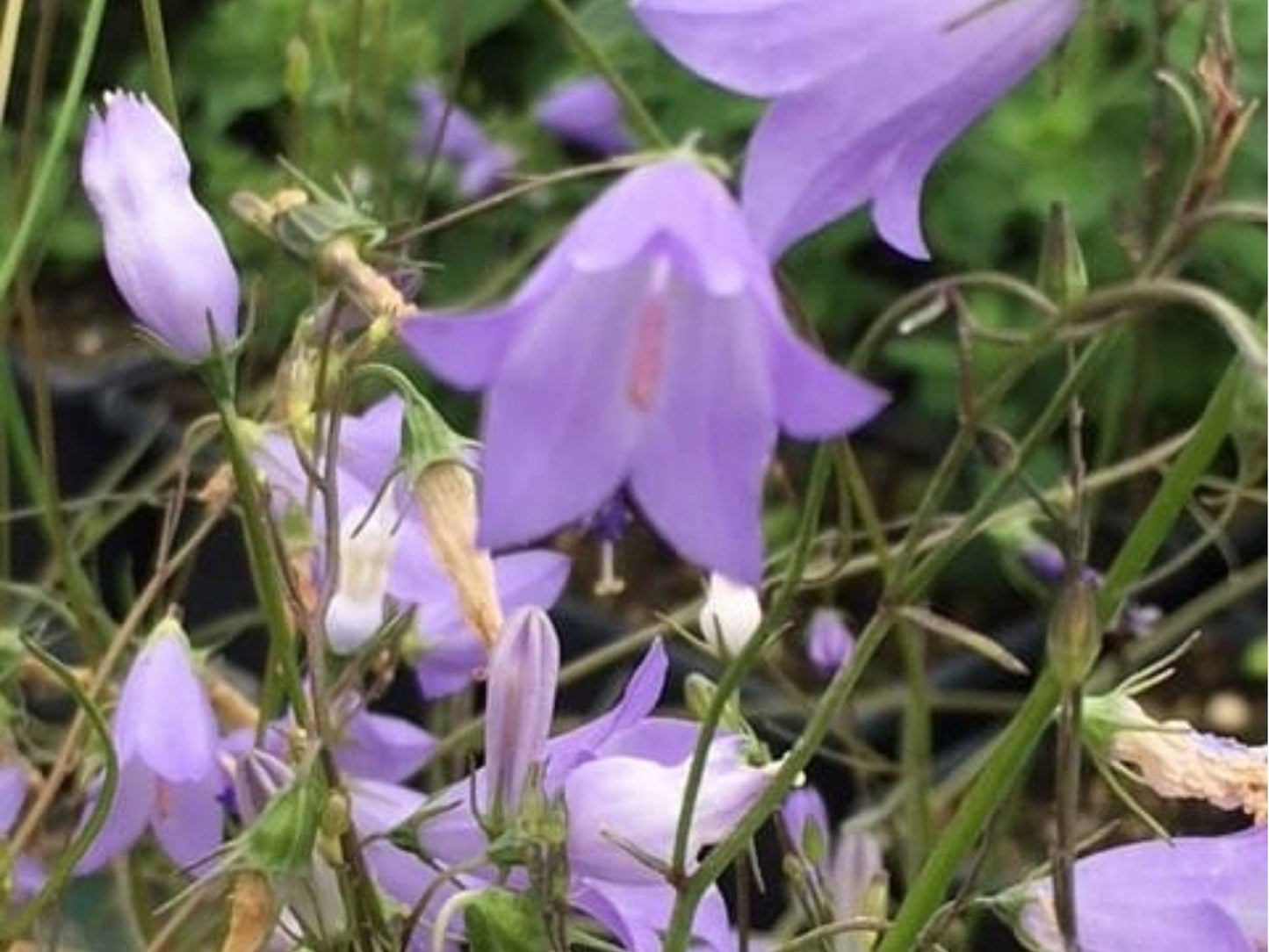 Harebell Seeds, 100 Native Wildflower Seeds, Bellflower, Campanula rotundifolia, Drought-Tolerant, Pollinator-Friendly, Rock Gardens