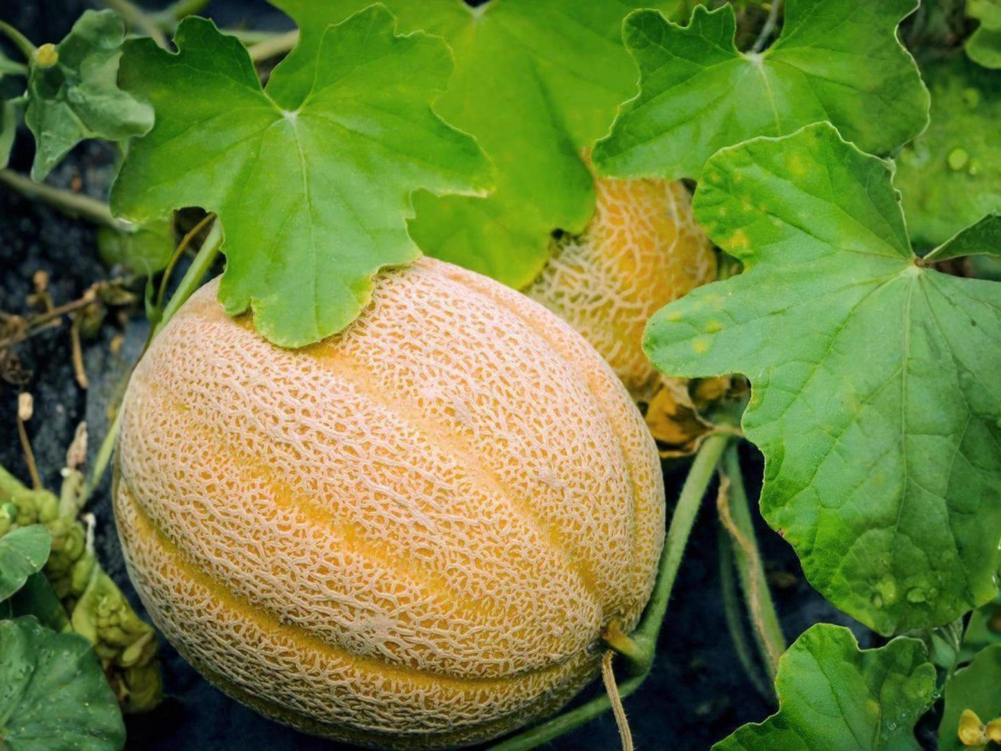 Hales Jumbo Cantaloupe Seeds – Heirloom Muskmelon, Large Fruits, Sweet Orange Flesh, Open-Pollinated, 30 Seeds