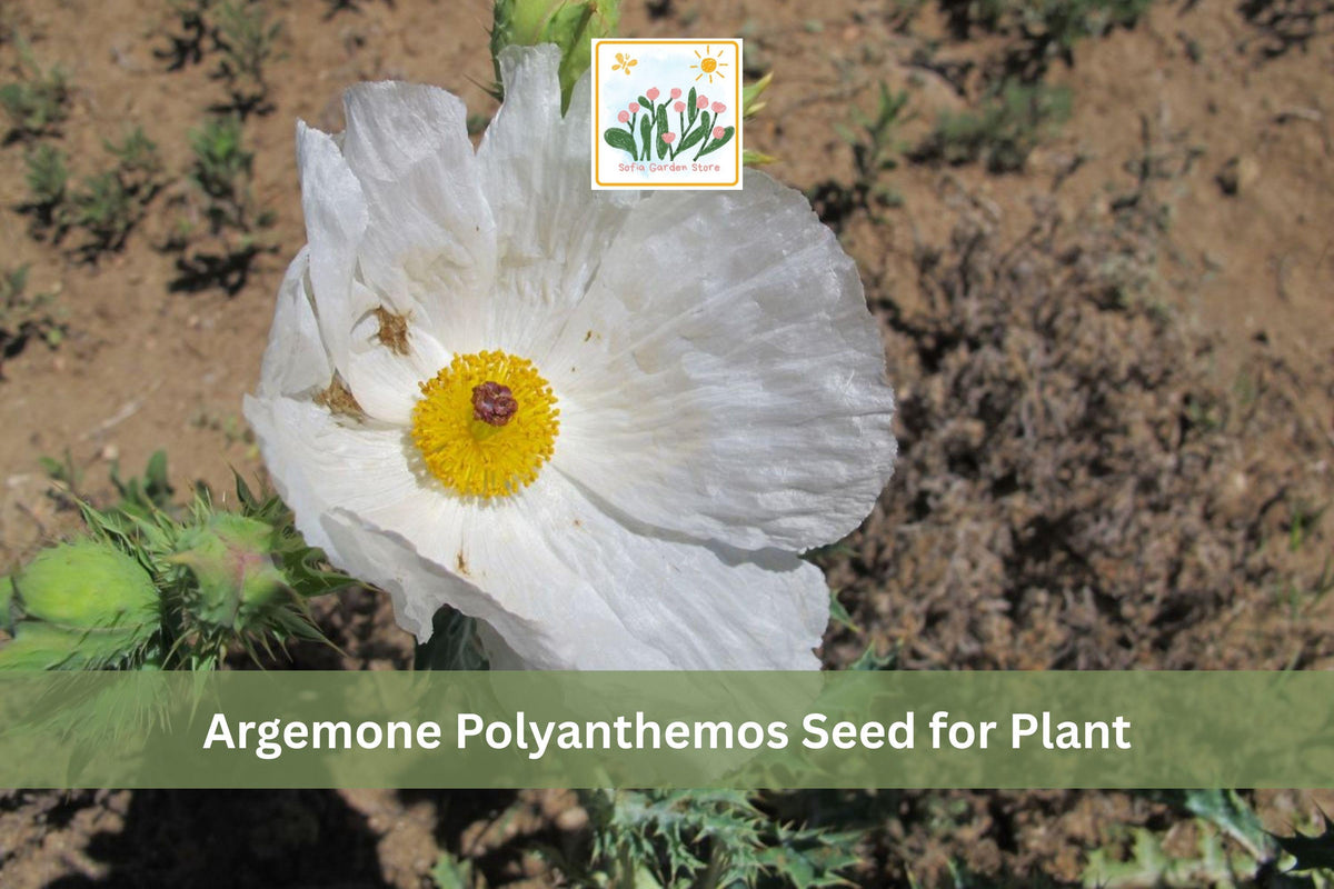 15 Seeds Argemone polyanthemos Prickly Poppy Wildflower Seeds Drought Tolerant Native Plant