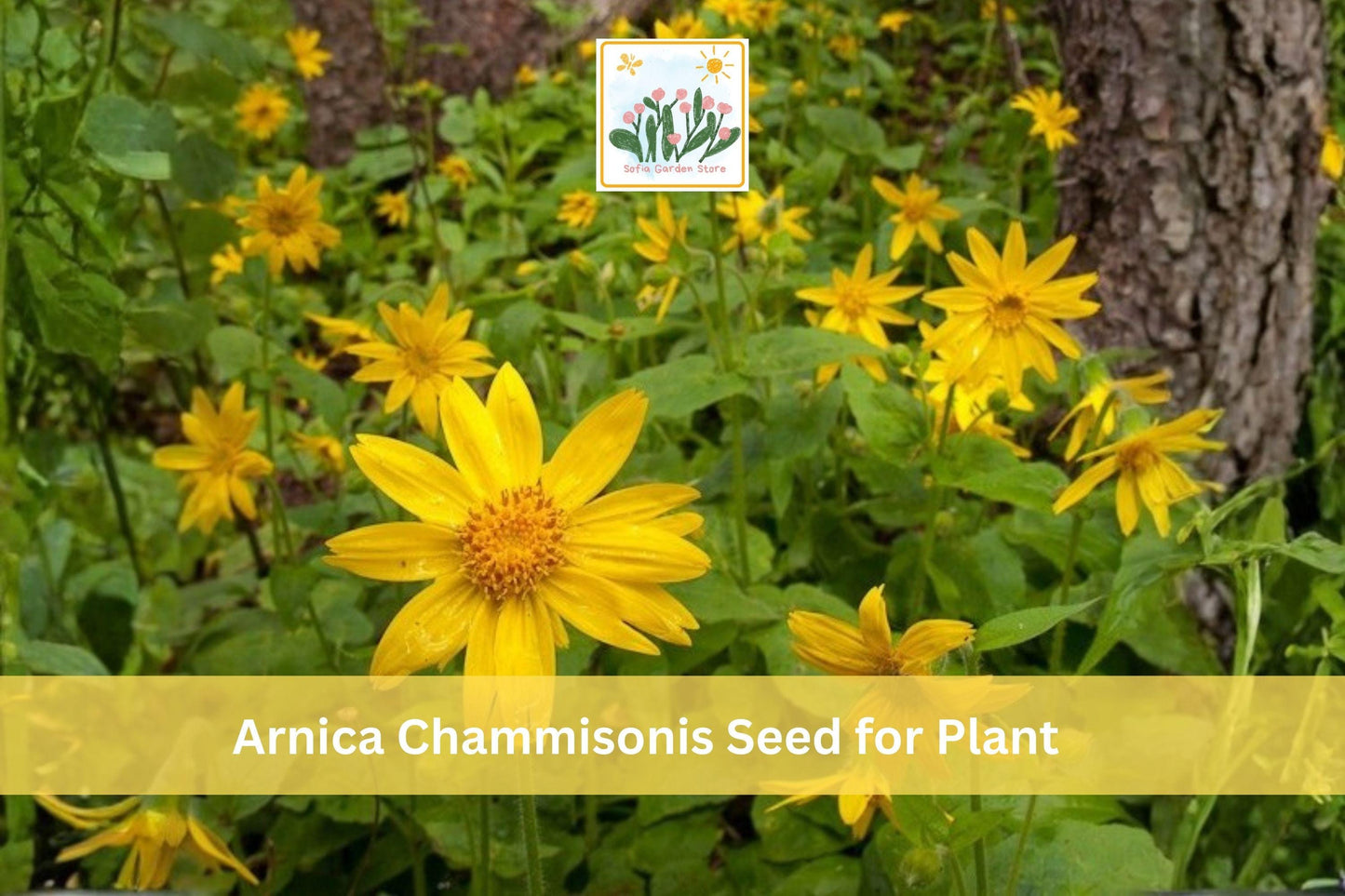 Meadow Arnica Seeds | 100 Native Wildflower Seeds | Bright Yellow Flowers | Arnica chamissonis Perennial Plant