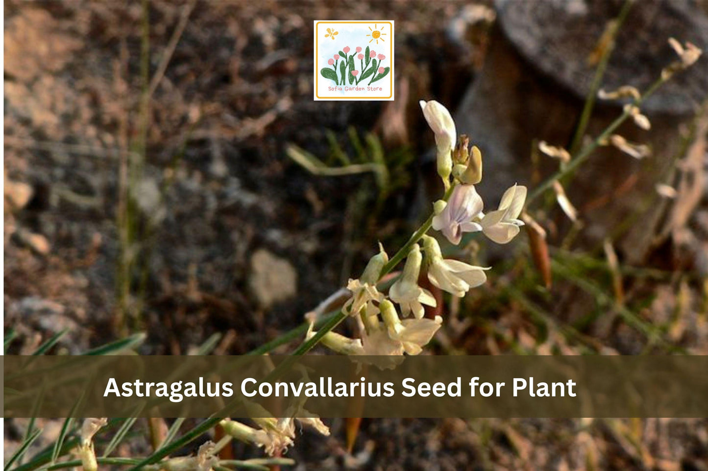 15 Astragalus convallarius Seeds | Whisk Broom Milkvetch Perennial Wildflower for Prairie Gardens