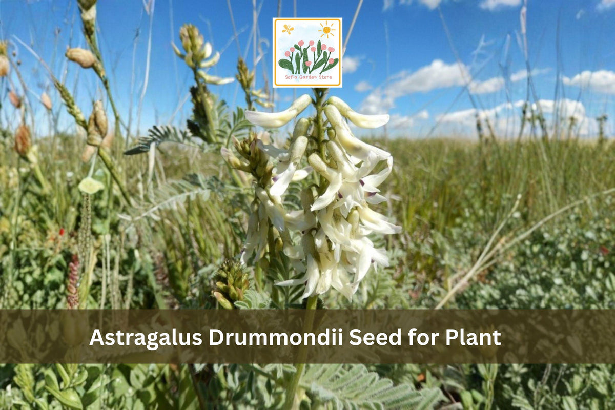 Astragalus drummondii Seeds | Woolly Milkvetch Perennial Wildflower for Prairie & Meadow Gardens