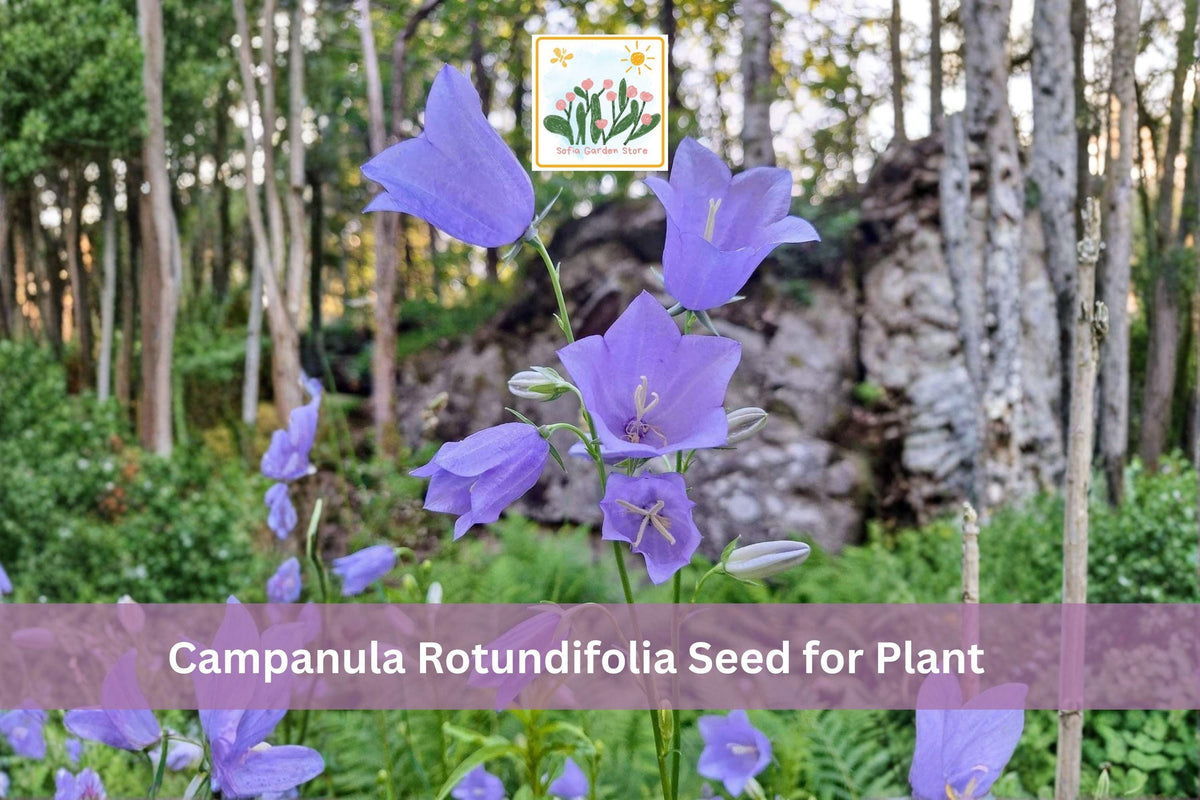 100 Campanula rotundifolia Seeds | Harebells Wildflower for Garden & Meadow | Blue Bell-Shaped Flowers | Hardy Perennial Seed Pack