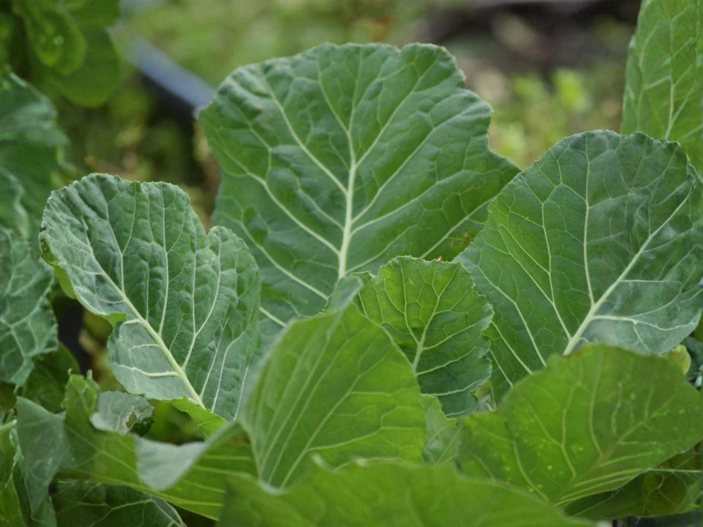 Collard Greens Seeds Vates – 500 Organic Leafy Green Vegetable for Home Gardening, Garden Bed & Container Planting