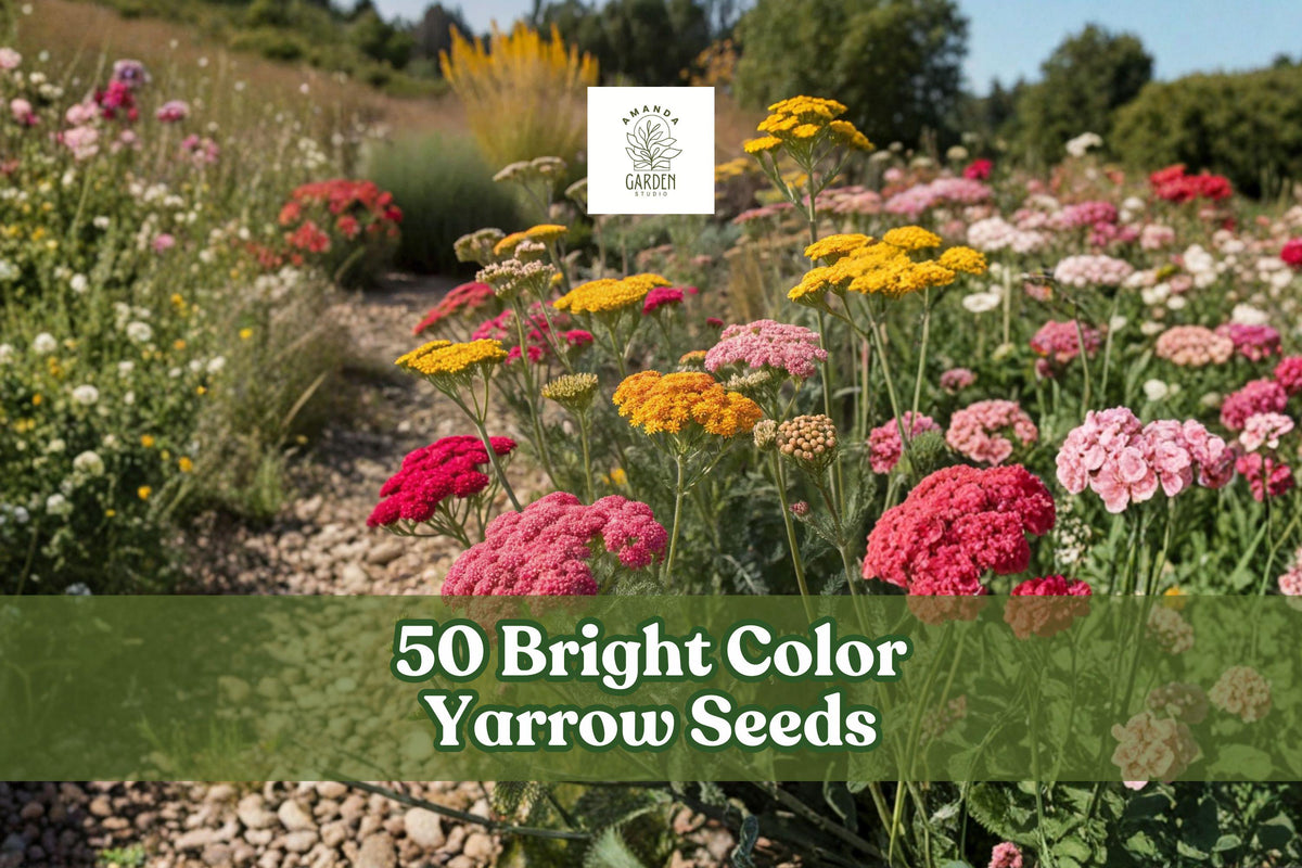 50 Bright Color Yarrow Seeds for Perennial Flowering Plant Achillea millefolium for Garden Borders