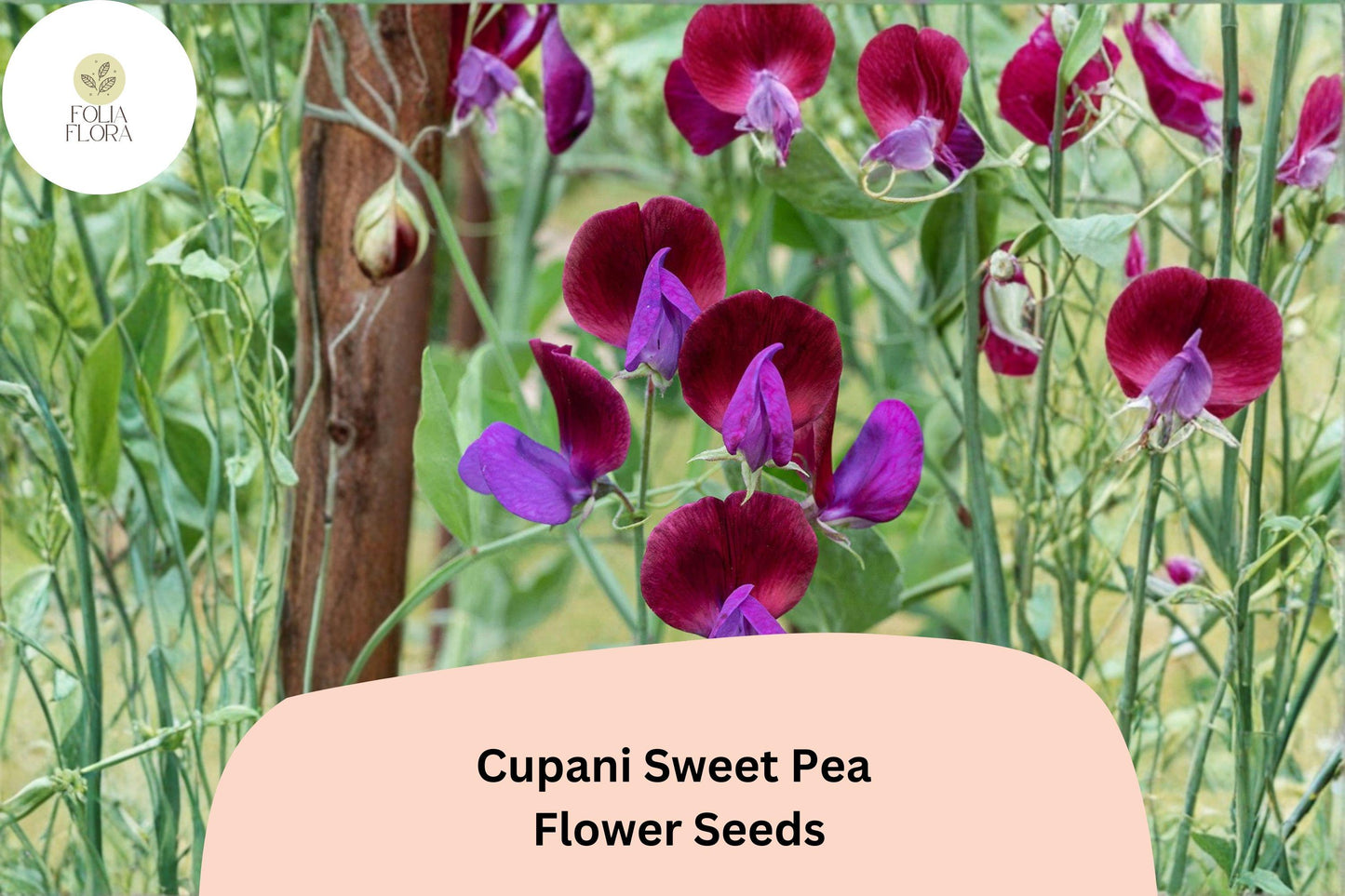 Cupani Sweet Pea Seeds | Heirloom Purple Bicolor Fragrant Climbing Flowers | Lathyrus odoratus