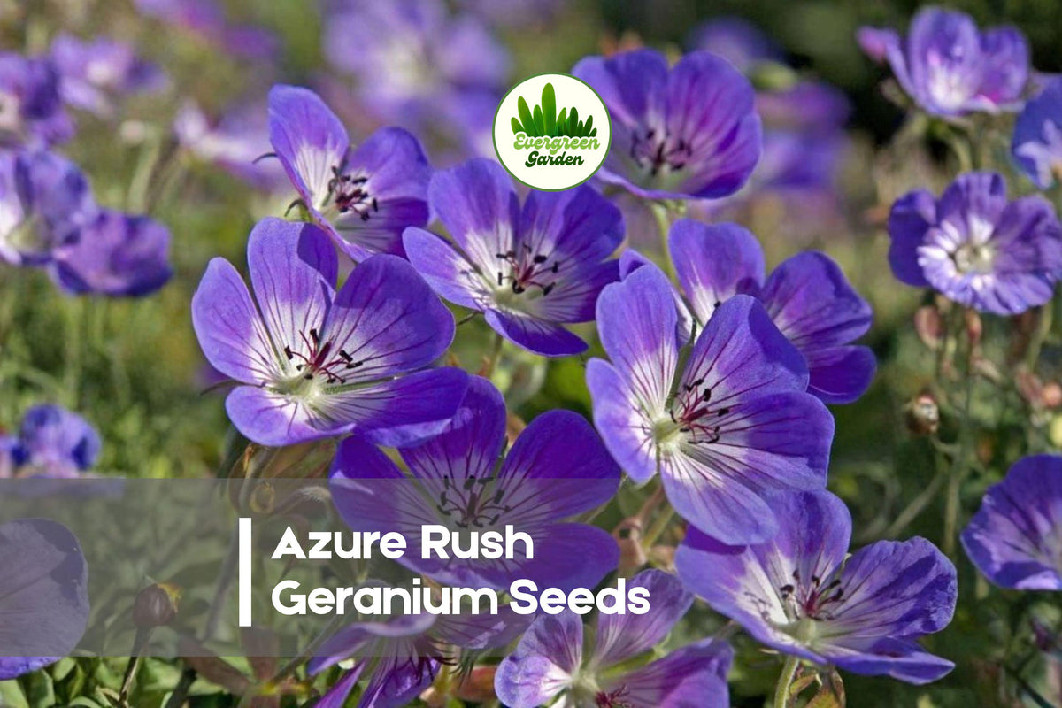 Azure Rush Geranium Seeds – Blue-Purple Perennial Flower, Geranium wallichianum 'Azure Rush' for Borders & Cottage Gardens