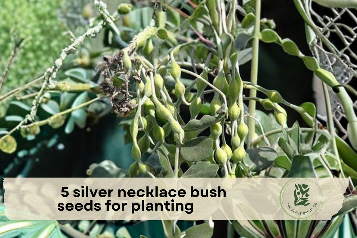 Silver Necklace Bush Seeds - Ornamental Tropical Shrub with Silvery Foliage & Yellow Flowers, Sophora tomentosa