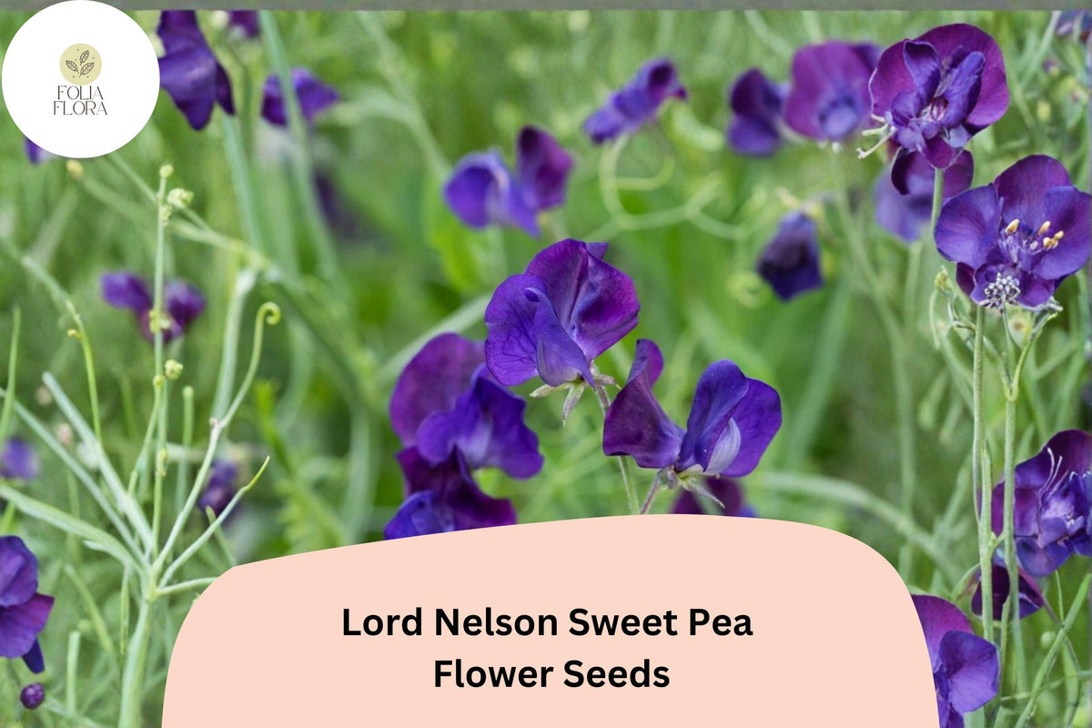 50+ Lord Nelson Sweet Pea Seeds | Fragrant Purple Climbing Flowers for Garden Trellis & Cut Flowers | Lathyrus odoratus