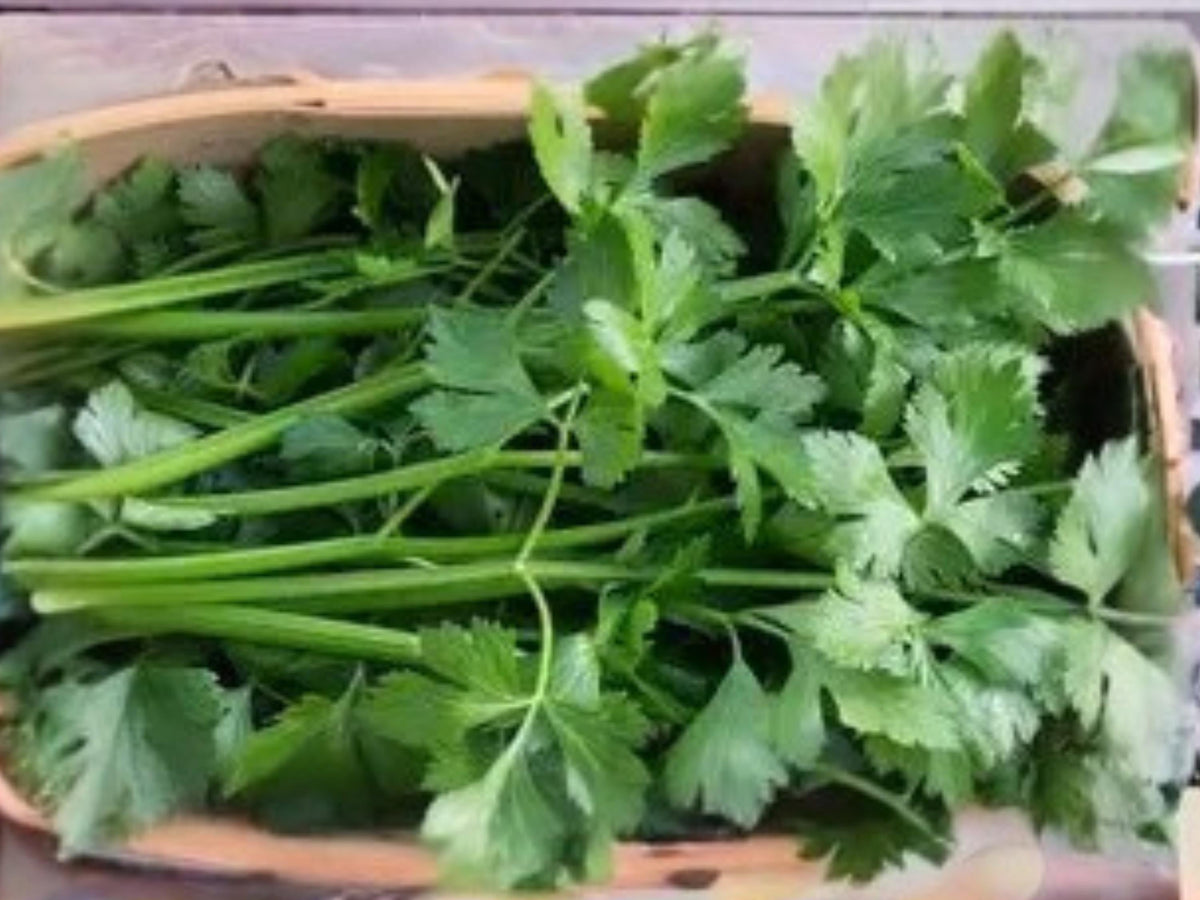 Chinese Celery Seeds | Kintsai Dark Green | Asian Vegetable Herb | Strong Flavor | 1000 Seeds