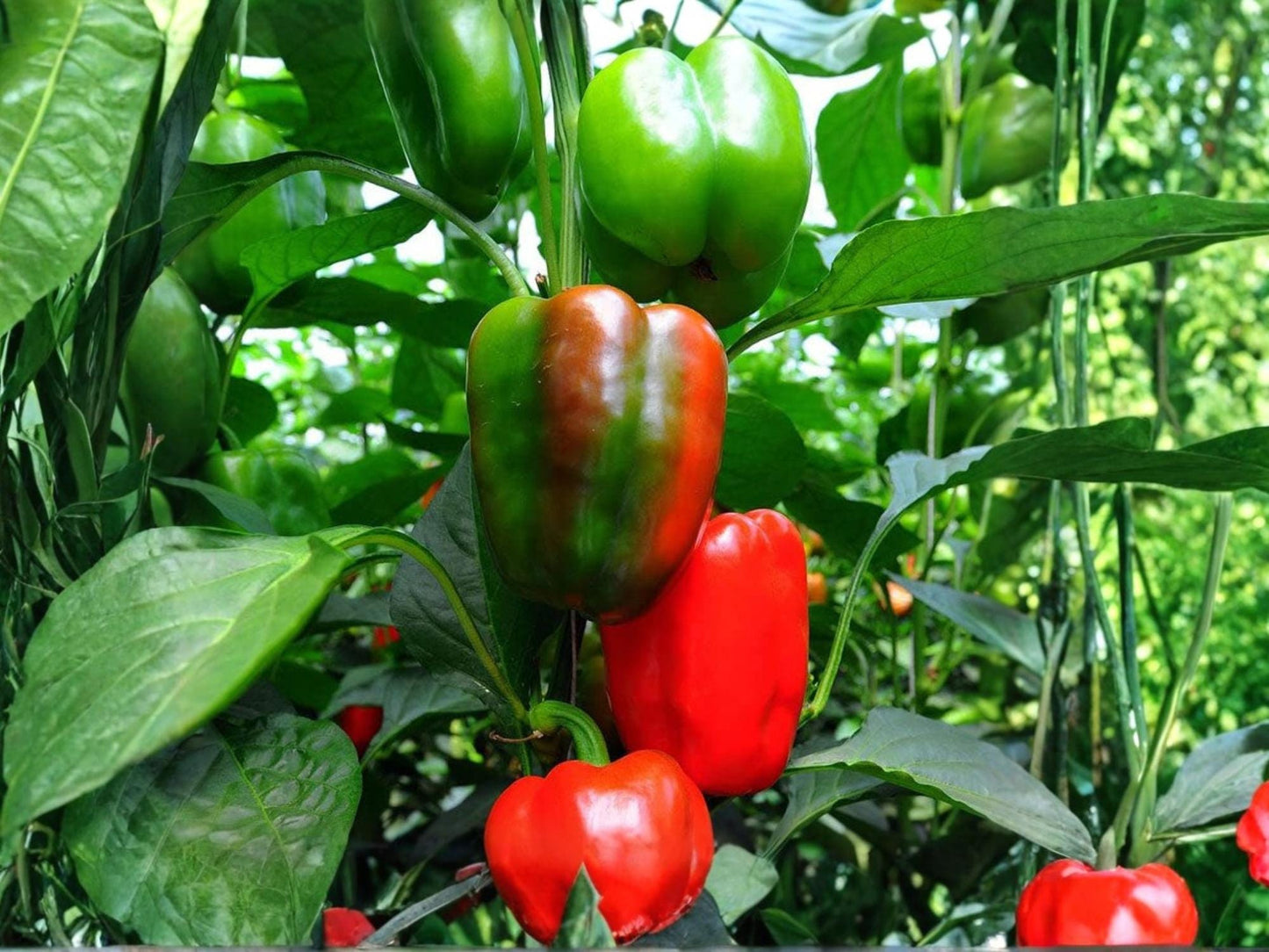 California Wonder 300 Sweet Bell Pepper Seeds – Heirloom, Non-GMO, High Yield, 25 Seeds for Home Garden, Container, Raised Bed Cultivation