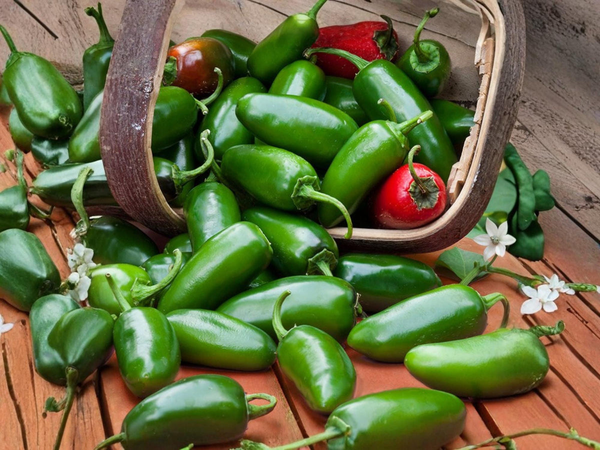 Early Jalapeño Hot Pepper Seeds – Heirloom Non-GMO Chili Vegetable, Medium-Heat, Fast-Growing, 25 Seeds for Salsas & Cooking