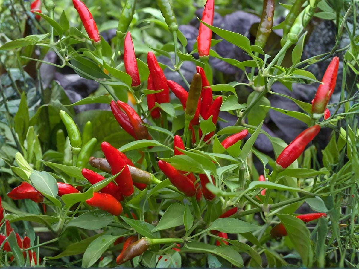 Thai Garden Bird Pepper Seeds – Extra Hot Chili, Heirloom, Non-GMO, Small Upright Fruits, 25 Seeds