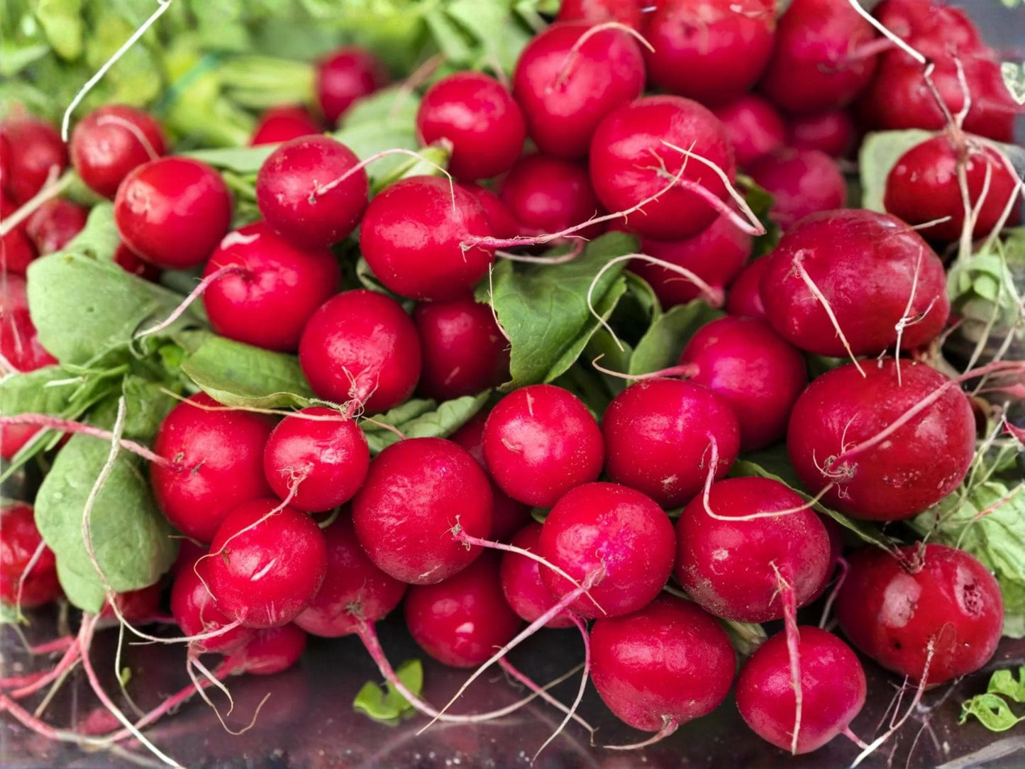 Cherry Belle Radish Seeds – Heirloom, Non-GMO, Fast Growing, Bright Red Roots, 100 Seeds