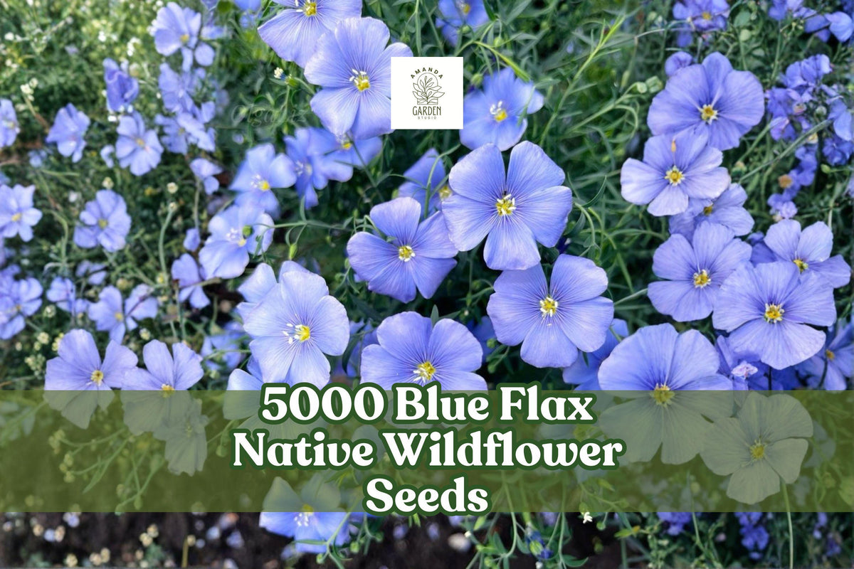 Blue Flax Wildflower Seeds – 5000 Linum perenne Pollinator Meadow, Ornamental Perennial for Gardens & Landscapes