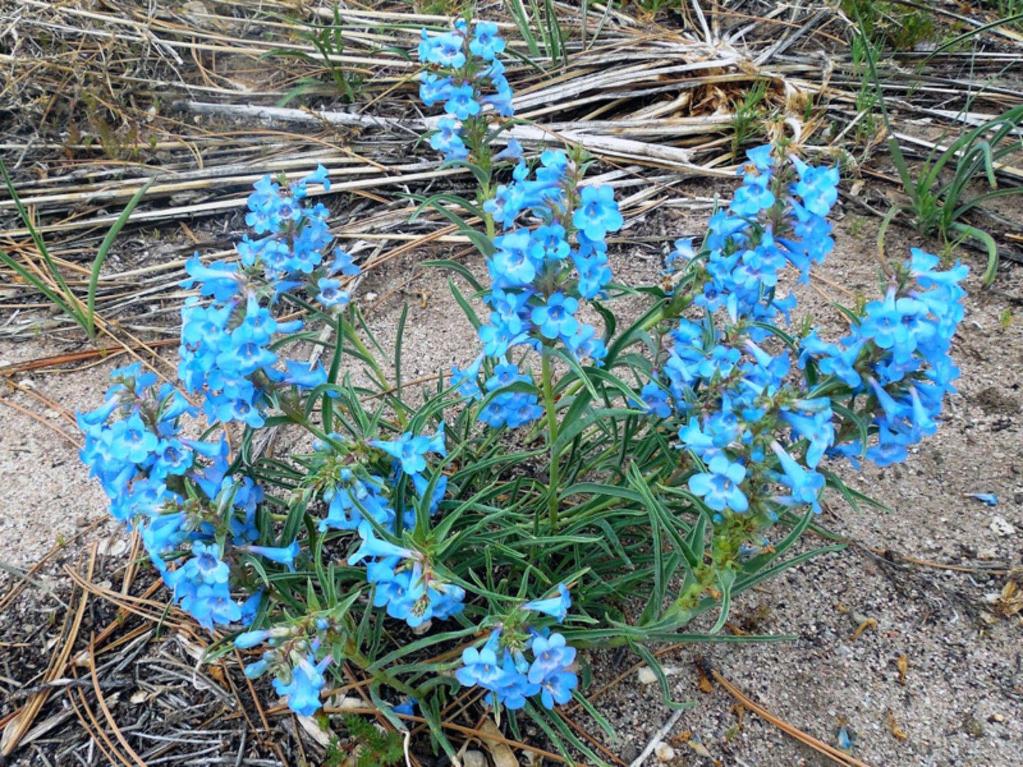 Pagoda Penstemon Seeds – Native Blue Wildflower, Pollinator Plant, Penstemon angustifolius ‘Pagoda’ – 50 Seeds