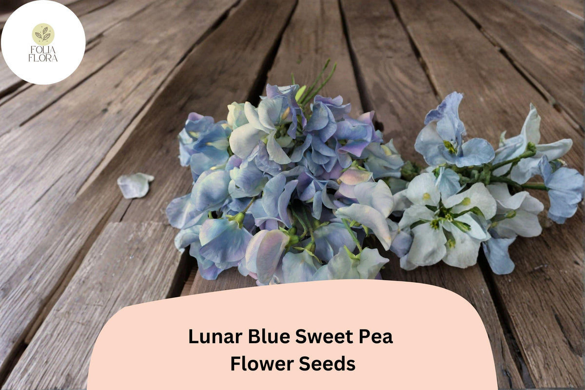 Lunar Blue Sweet Pea Seeds | Climbing Vine, Blue Flowers, Lathyrus odoratus, Cottage Garden Plant, 50+ Seeds