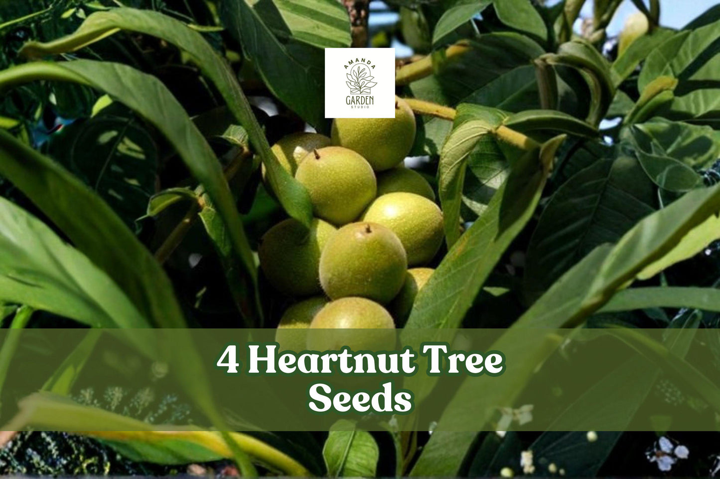 4 Heartnut Tree Seeds Juglans ailantifolia var. cordiformis Ornamental Deciduous Tree for Landscaping