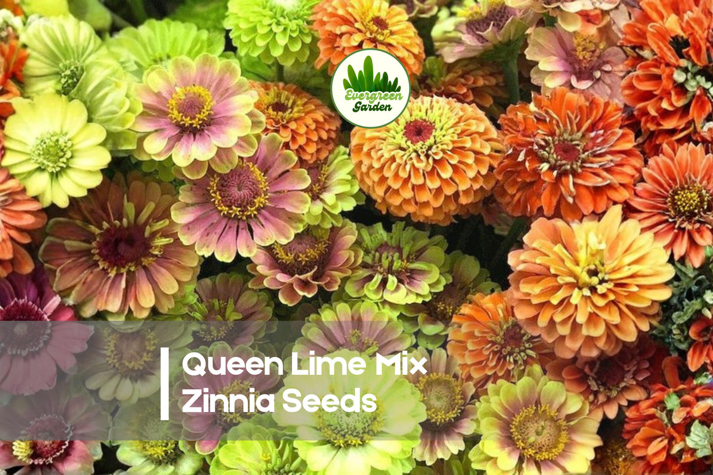 100+ Queen Lime Mix Zinnia Seeds, Annual Flowering Plant, Vibrant Lime Tones, Zinnia elegans for Borders & Cut Flowers