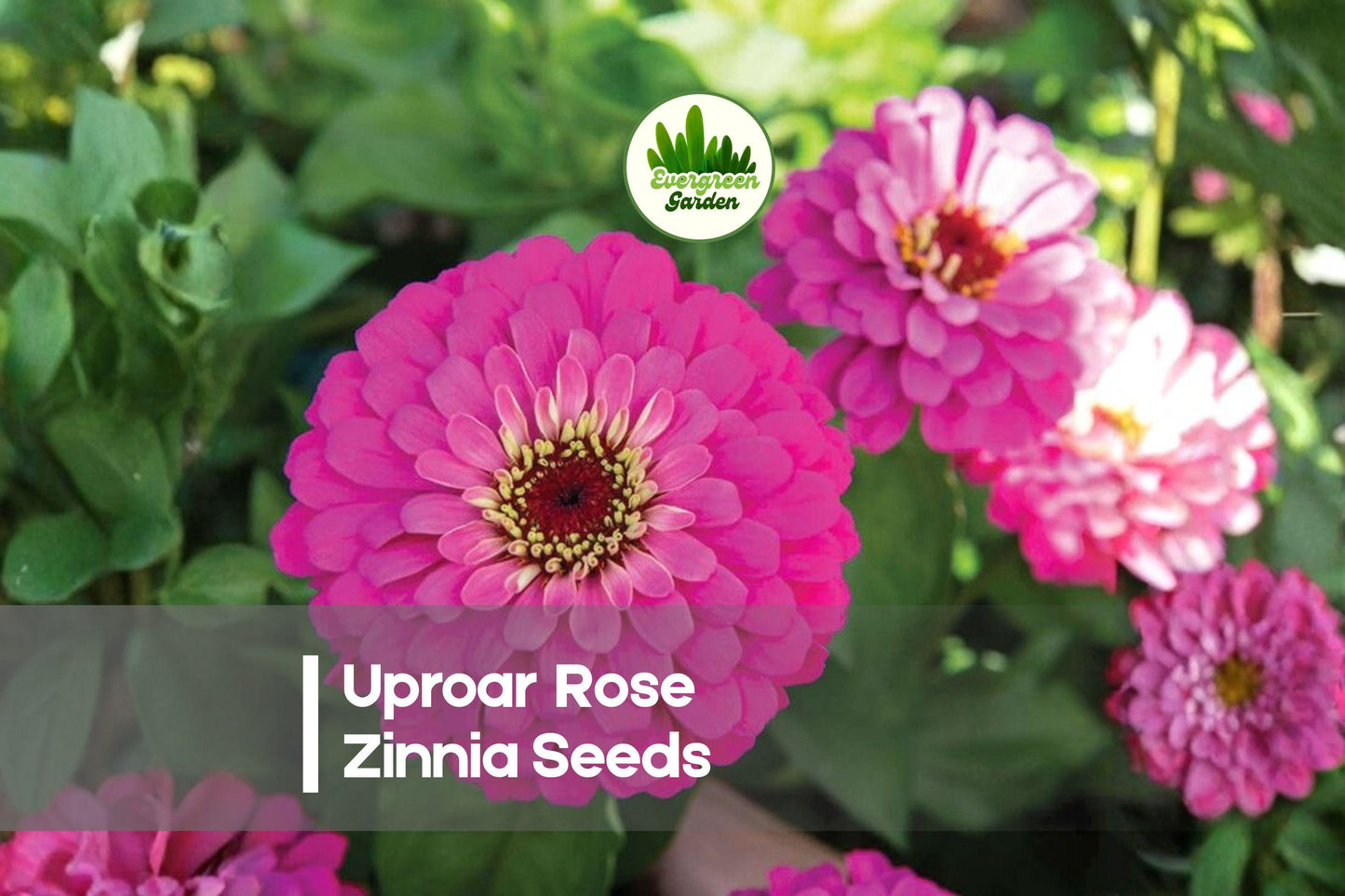 100+ Uproar Rose Zinnia Seeds – Vibrant Rose-Pink Flowers, Annual Zinnia elegans for Borders, Cut Flowers & Summer Gardens