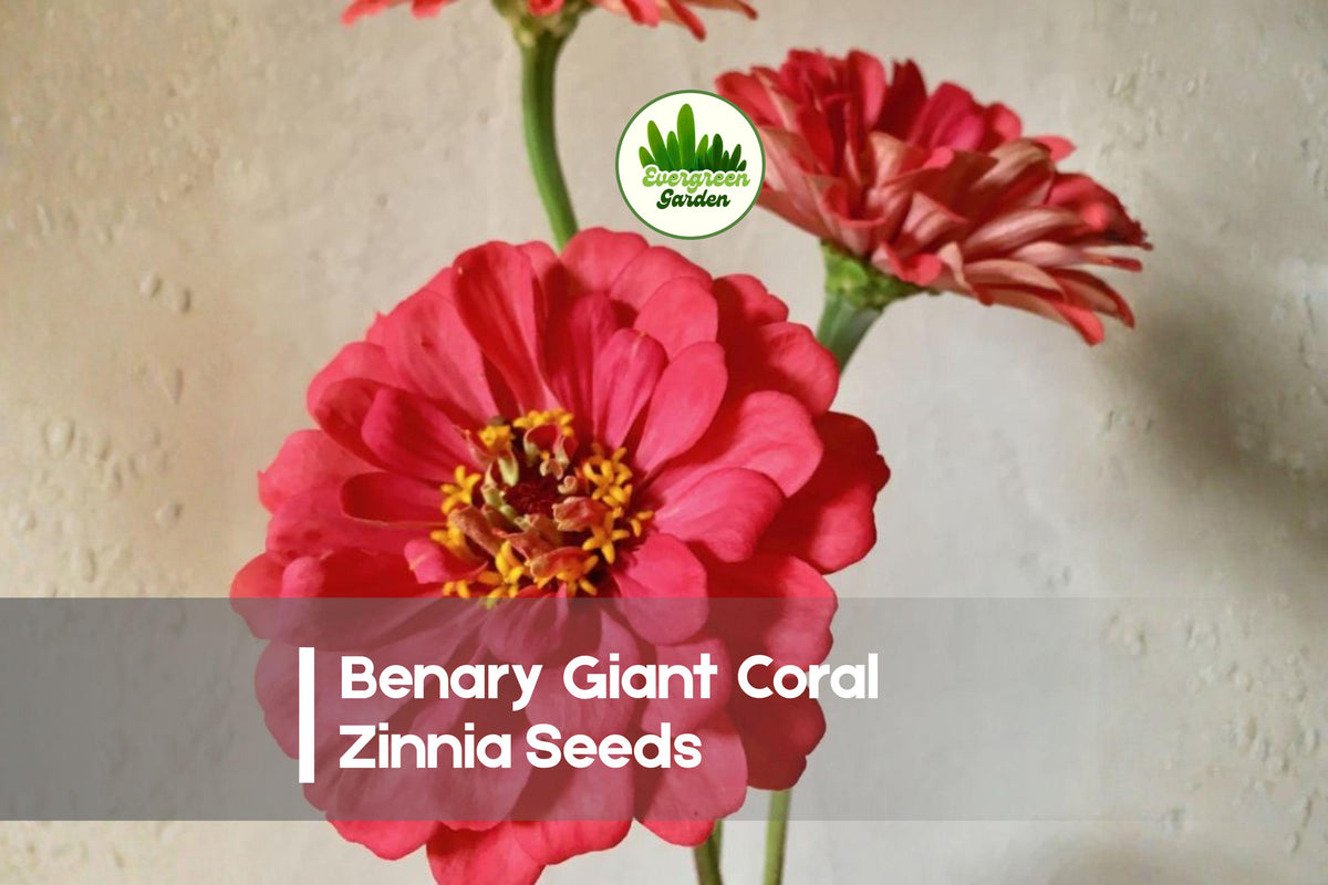 Benary Giant Coral Zinnia Seeds – Coral Double Blooms, Annual, Zinnia elegans, Full Sun, Easy to Grow