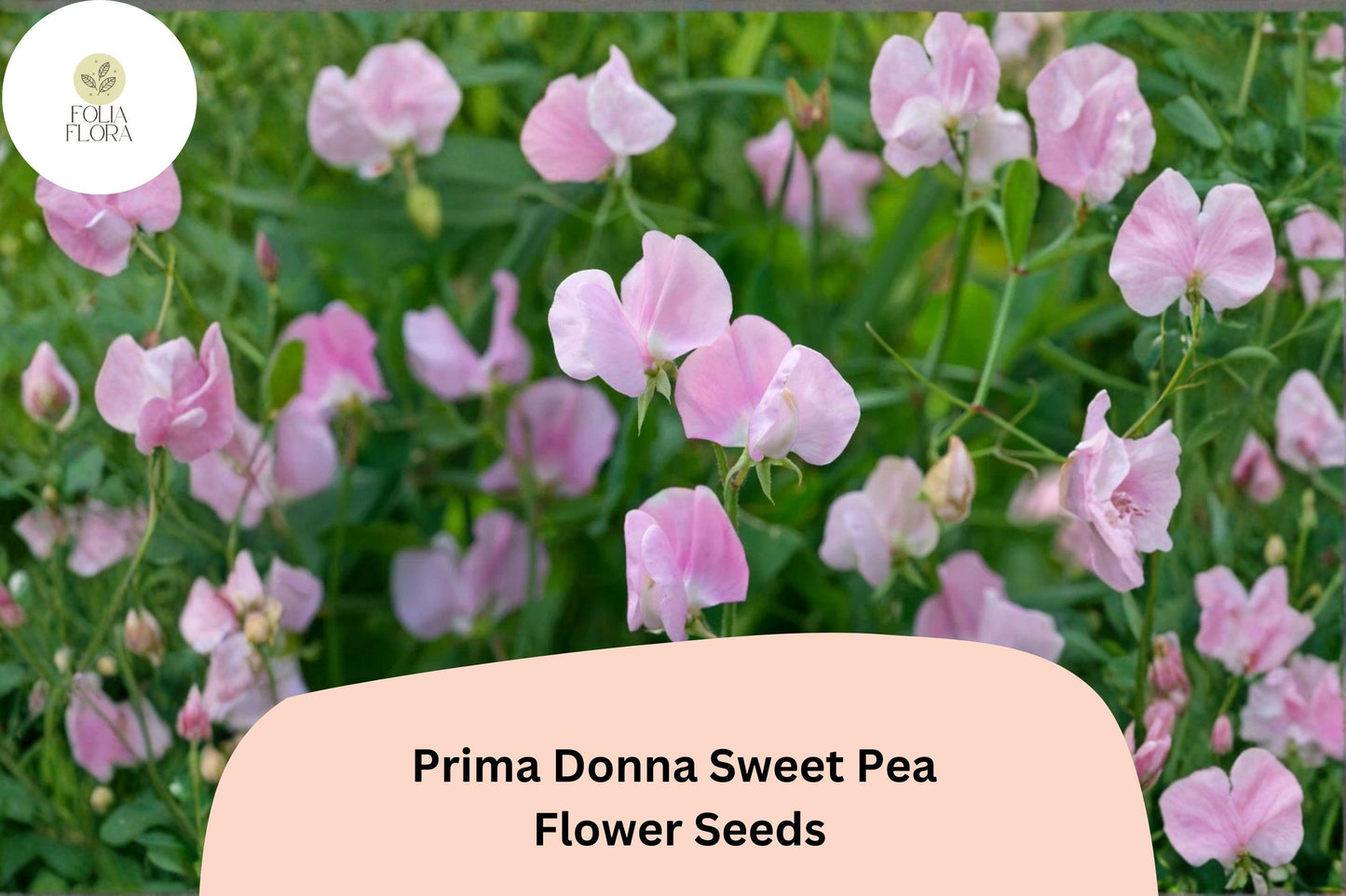 50+ Prima Donna Sweet Pea Seeds | Fragrant Rosy Pink Climbing Flowers for Garden Trellis & Cut Flowers | Lathyrus odoratus