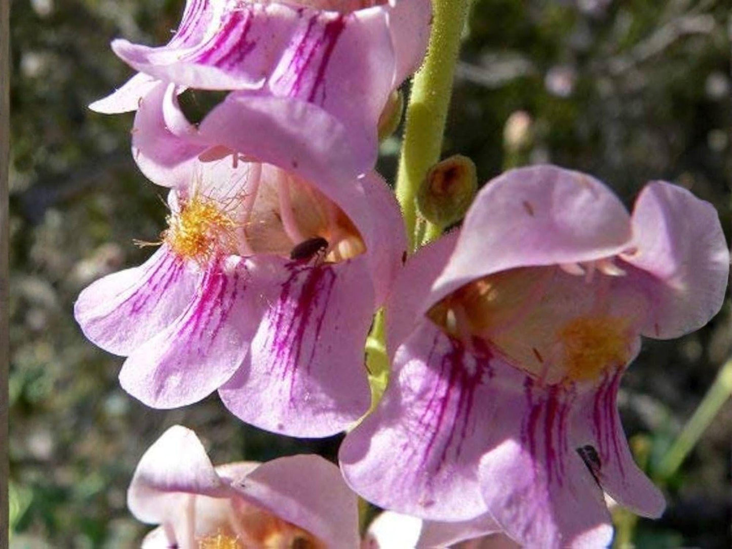 Palmer's Penstemon Seeds | Pink Wildflower, Perennial, Native, Pollinator, Xeriscape, Penstemon palmeri, 50 Seeds