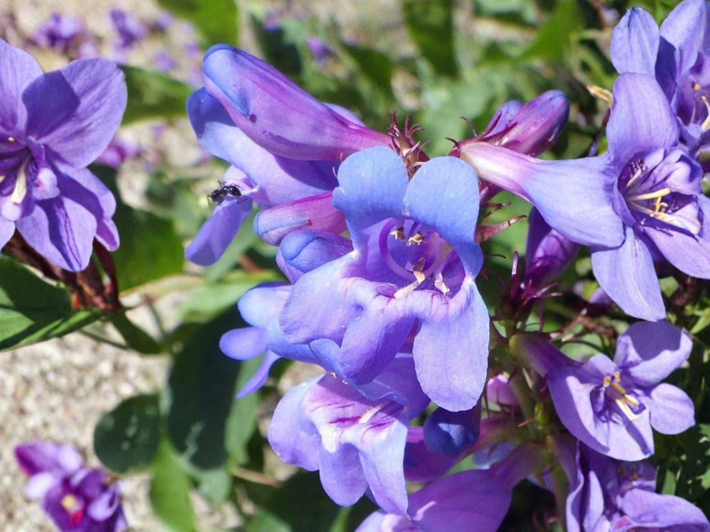 Payette Penstemon Seeds | Native Wildflower, Pollinator Friendly, Perennial, Blue to Purple, Penstemon payettensis (50 Seeds)