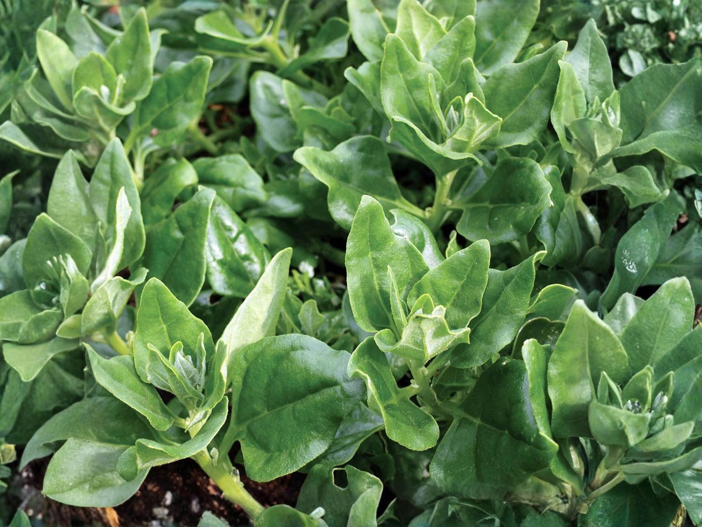 New Zealand Spinach Seeds – Heat Tolerant Heirloom Non-GMO, Spinacia oleracea, 100 Seeds for Summer Gardens