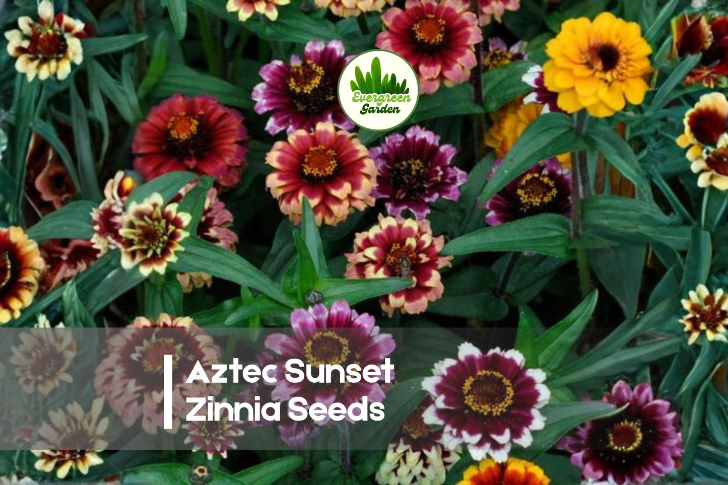 100+ Aztec Sunset Zinnia Seeds | Warm Tones, Butterfly Attracting, Full Sun, Zinnia haageana, Annual