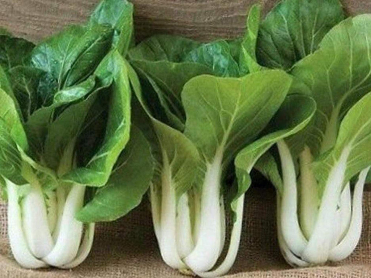 Pak Choi White Stem Seeds - 500 Asian Greens for Home Garden, Cool-Season Bok Choy, Bright White Stems, Fast-Growing, Non-GMO