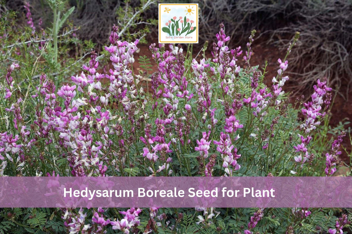 25 Hedysarum boreale Seeds | Utah Sweetvetch Native Wildflower with Pink Purple Flowers for Garden, Prairie & Restoration